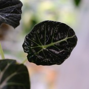 【斑入り】アロカシア ブラックベルベット④ / Alocasia reginula 'Variegated'