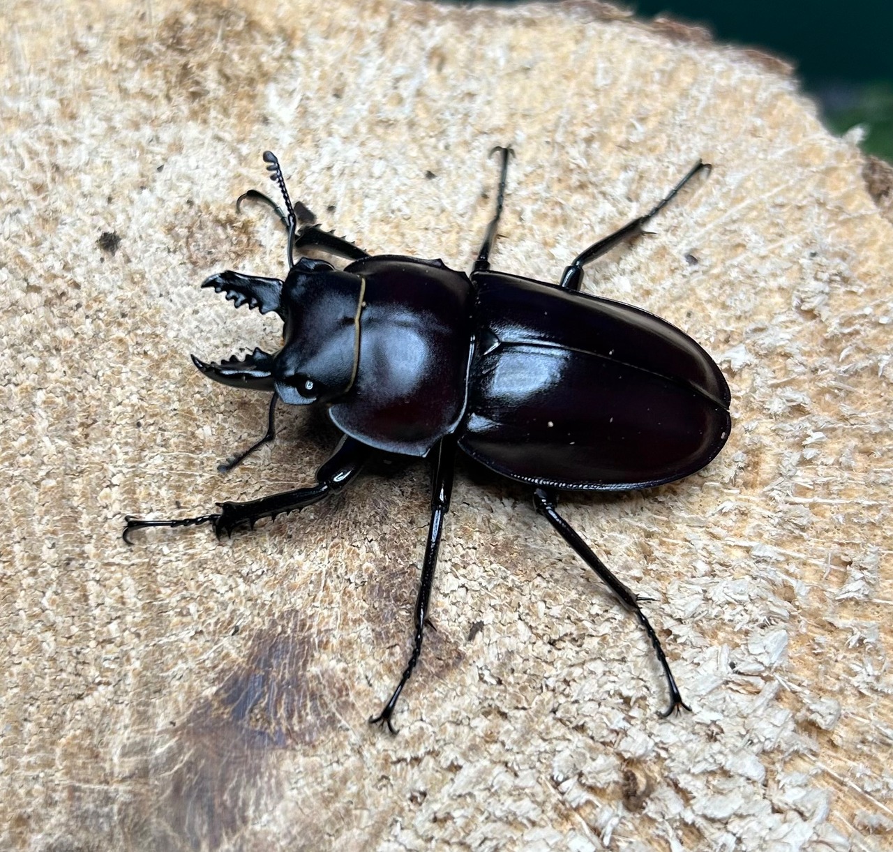 【希少！】(27) ヤエマル 成虫ペア 石垣島産 使用済みマット付き | こまち