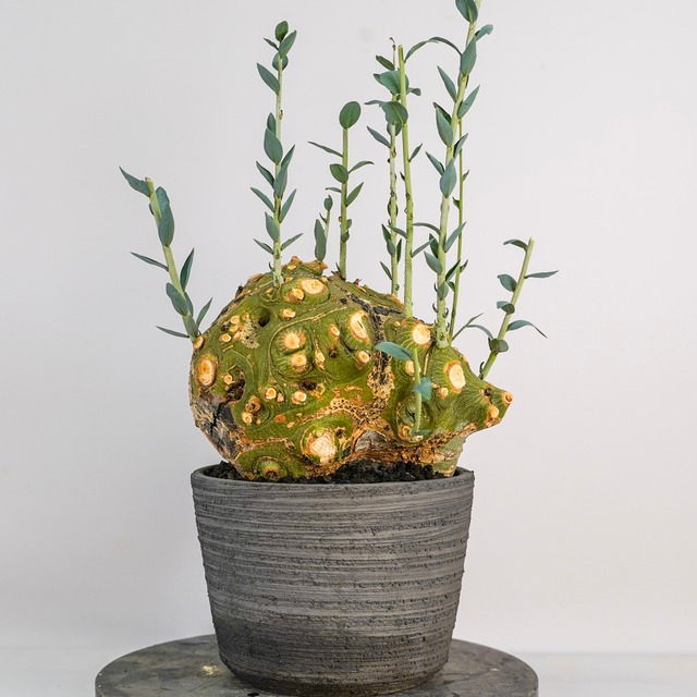 F70 アデニア ペチュエリー Adenia pechuelii ナミビア産 発根済み 現地球