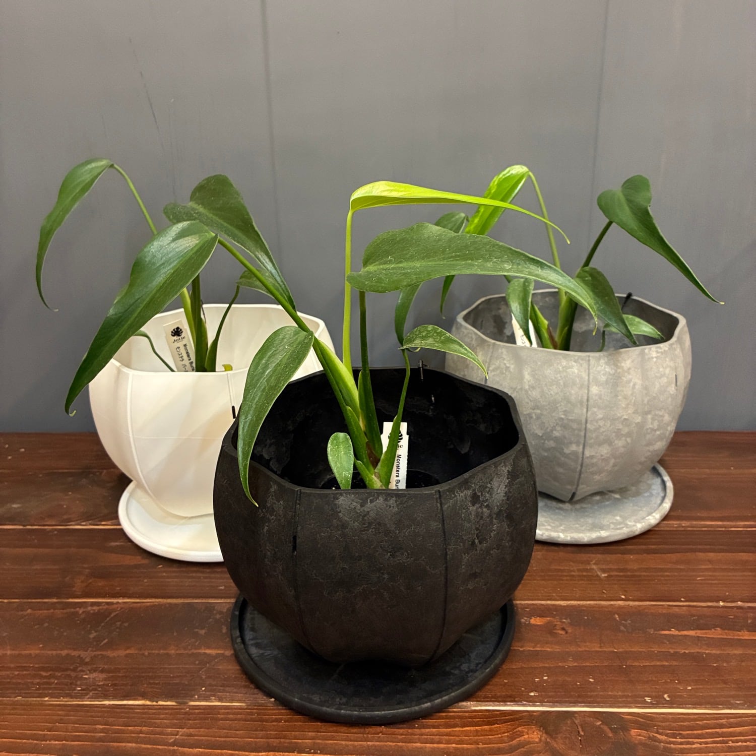 秋の植え替えフェア対象】【セット】モンステラ バールマルクス