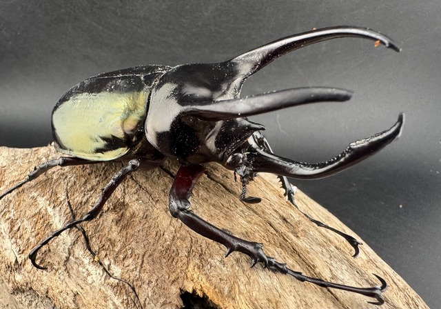 【WD】《アトラスオオカブト亜種マンテツ ラオス産 86mm ペア》