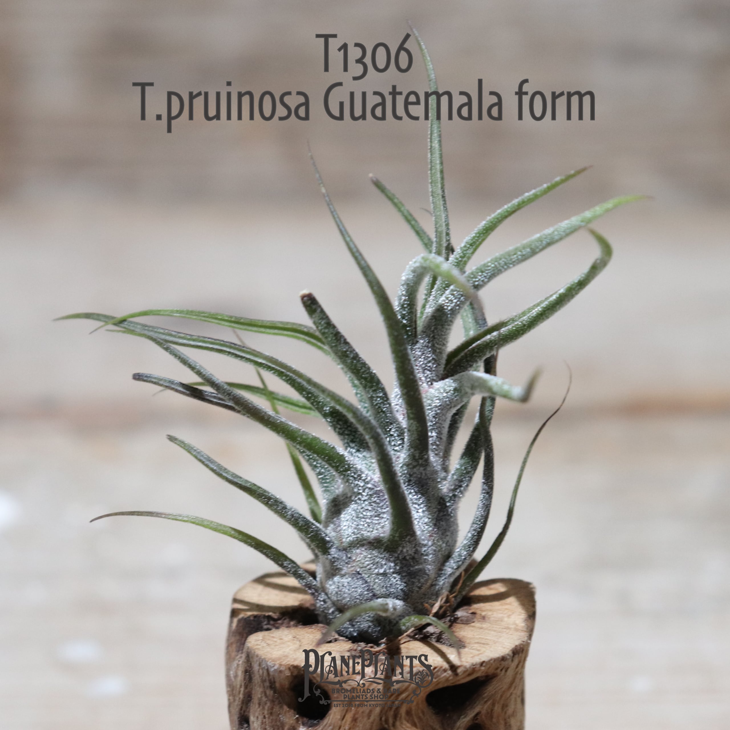 送料無料】プルイノーサ グアテマラ〔エアプランツ〕現品発送T1306