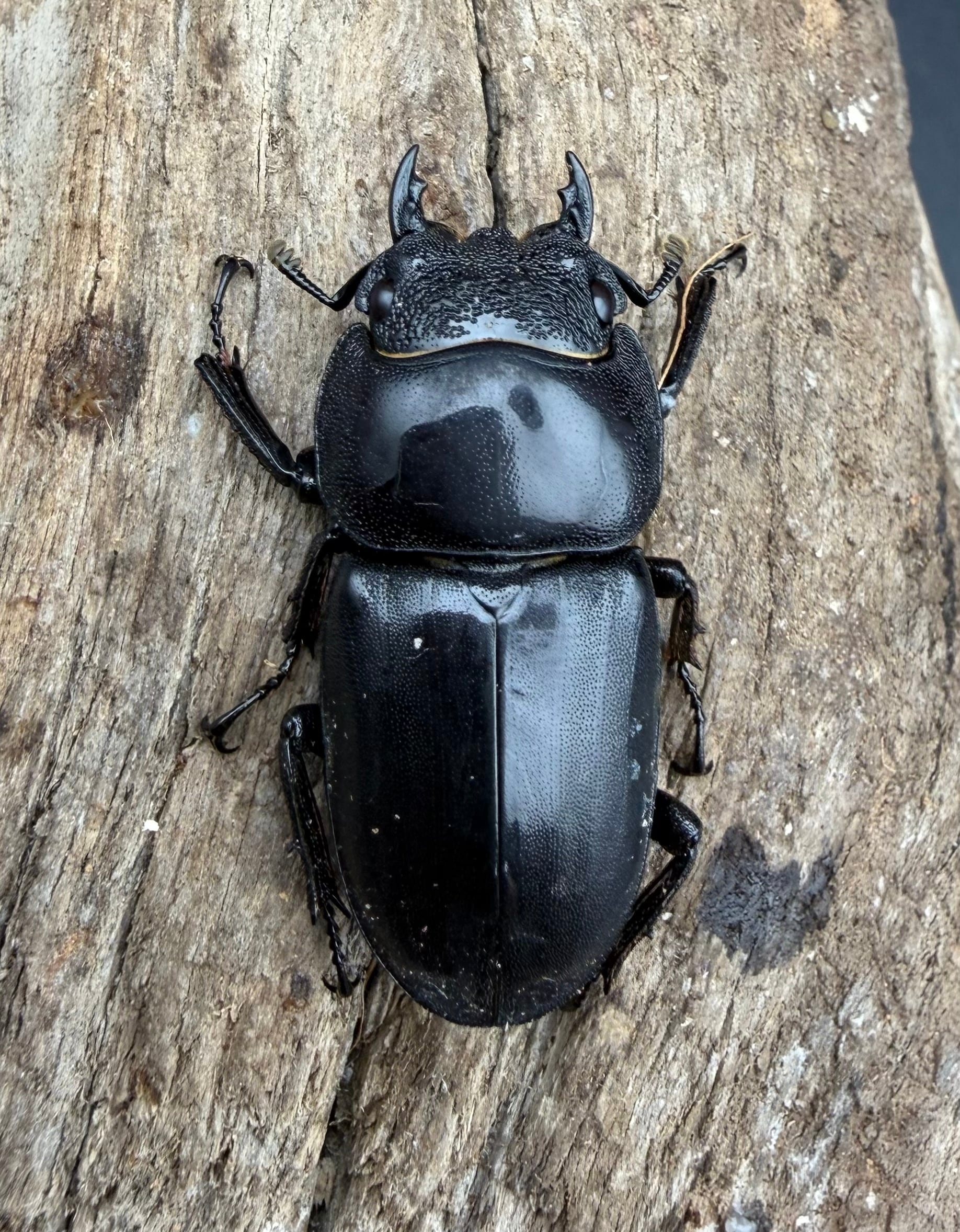 WD】《スマトラオオヒラタ パダン産 83mm ペア》 | KPW公式オンライン