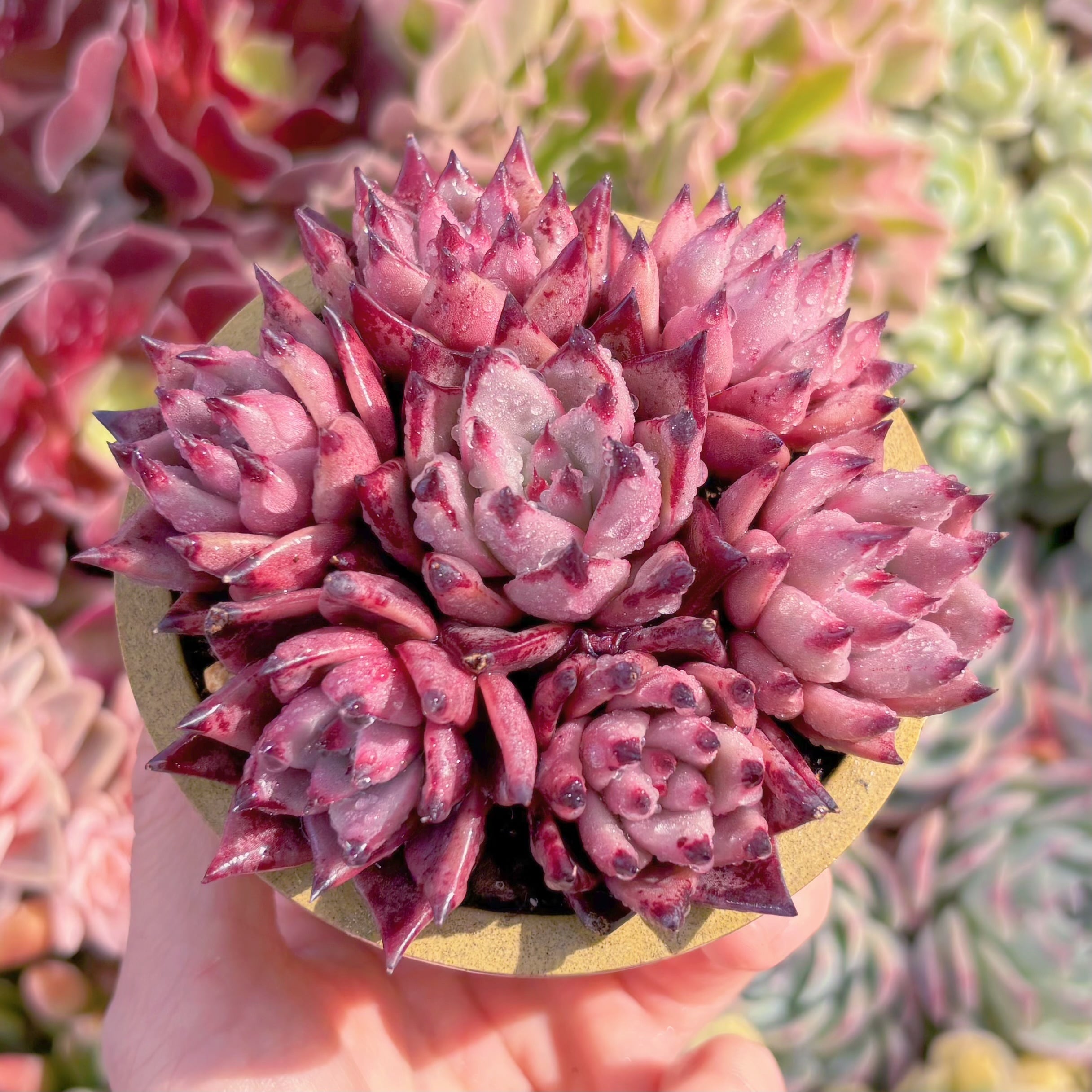 多肉植物 ブラッドロメオ(7頭) 新入荷 るる農園 | るる農園~多肉植物専門