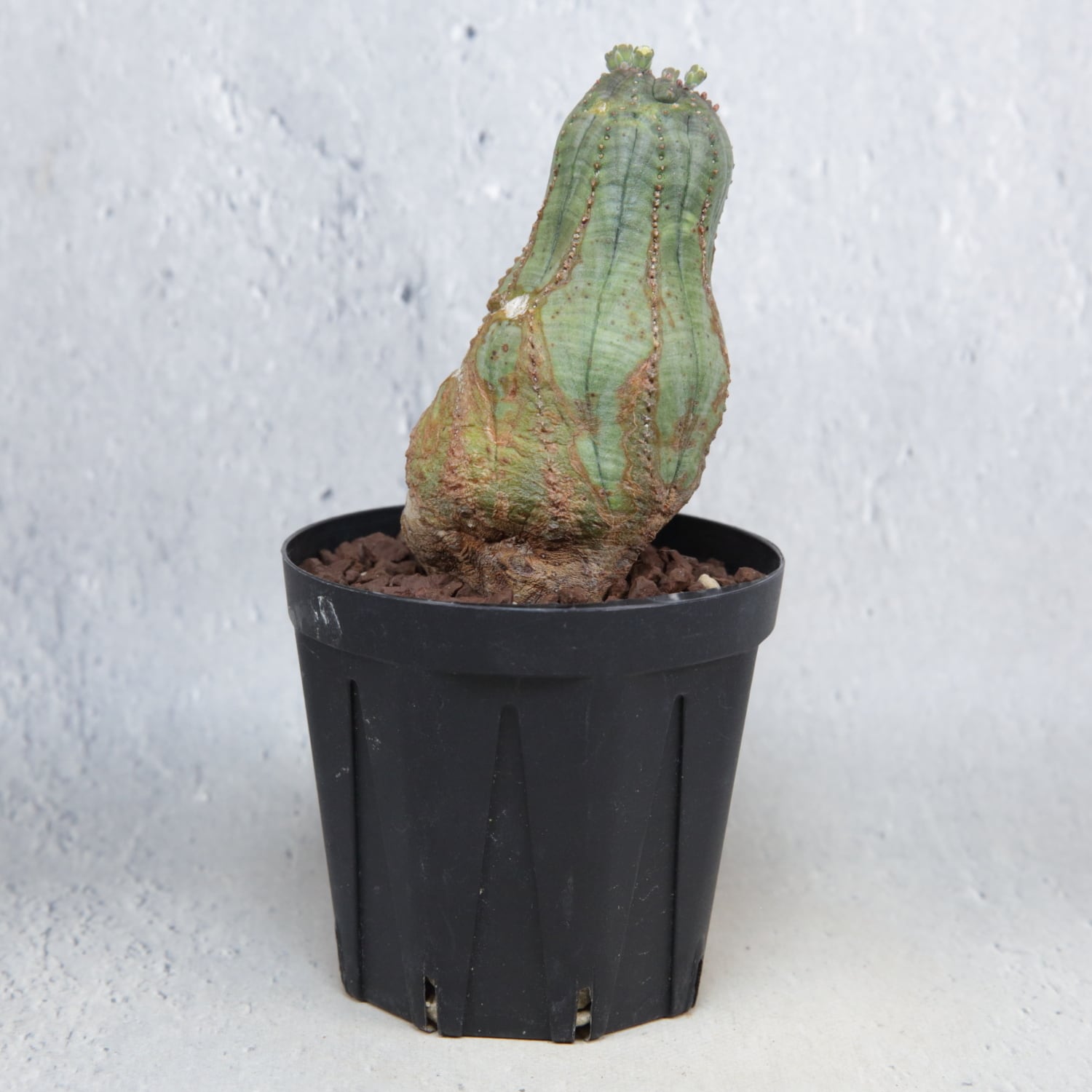 オス株 異型 捻じれ モンスト マイクロオベサ / ユーフォルビア