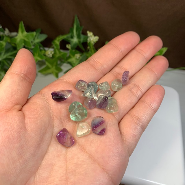 04.フローライトねこちゃんの集い場・フローライト