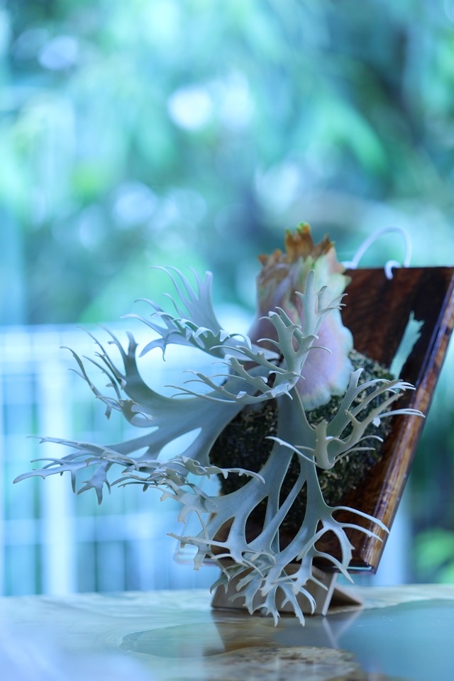 P.Willinckii Gusha