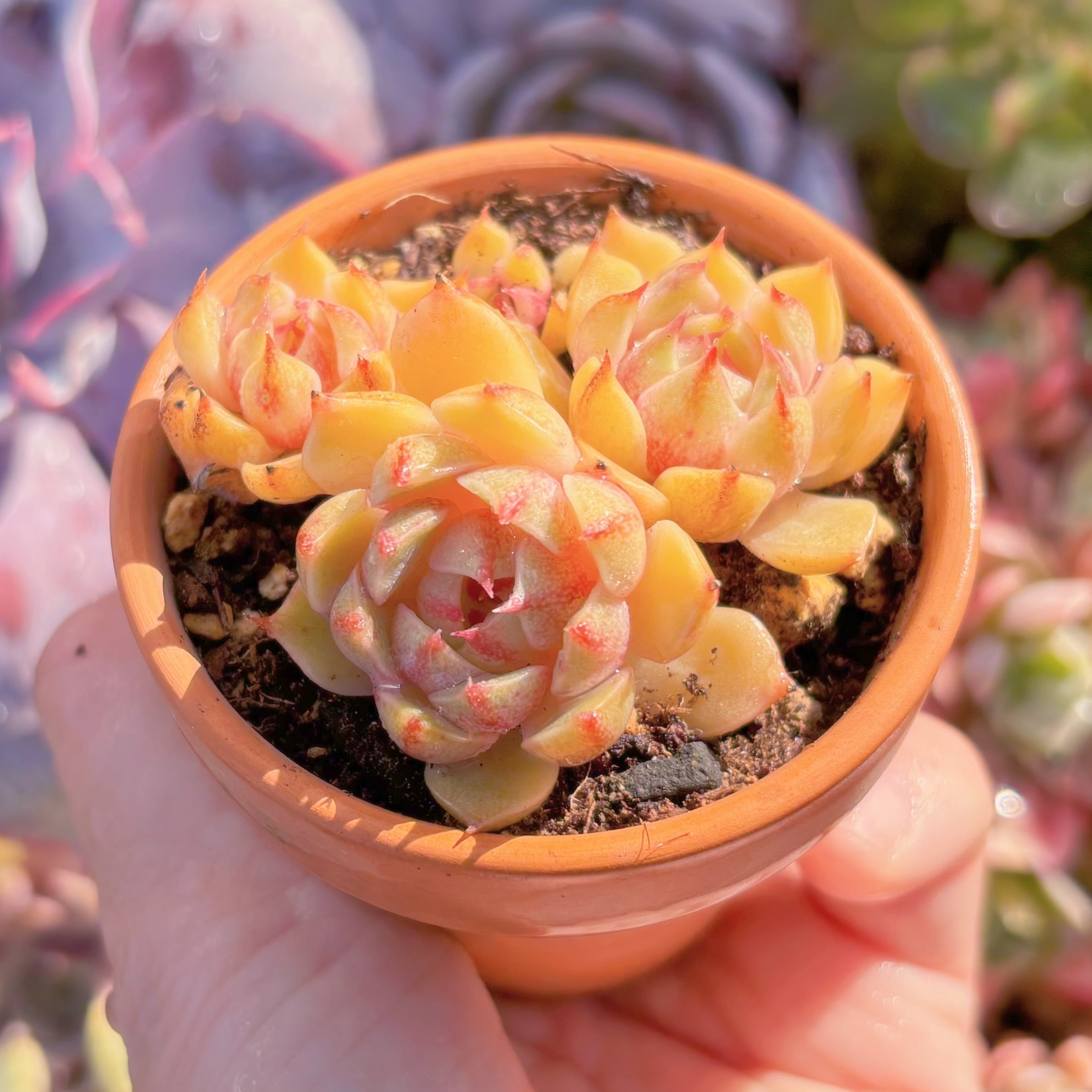 現品　ベンバディス#A059　古株　群生　るる農園