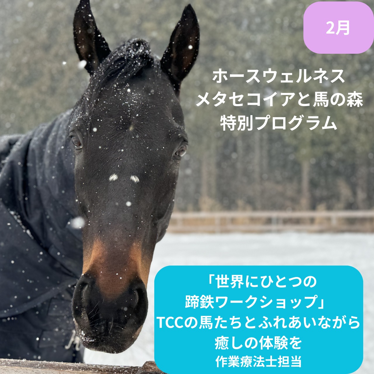【TCC会員】2月「ホースウェルネス」メタセコイアと馬の森 特別プログラム　「世界にひとつの蹄鉄ワークショップ」　～TCCの馬たちとふれあいながら癒しの体験を