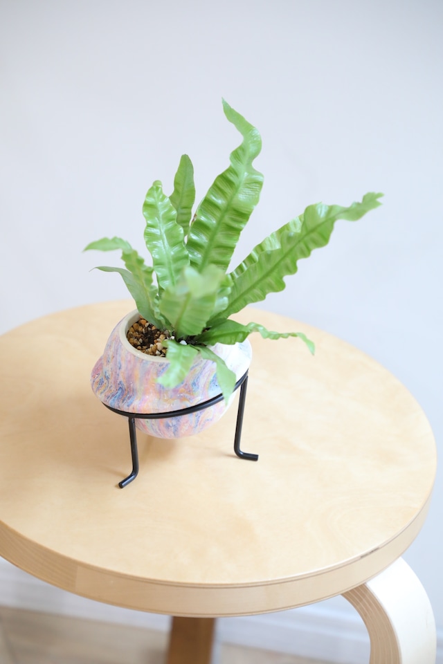 【S】アスプレニウム エメラルドウェーブ/Asplenium