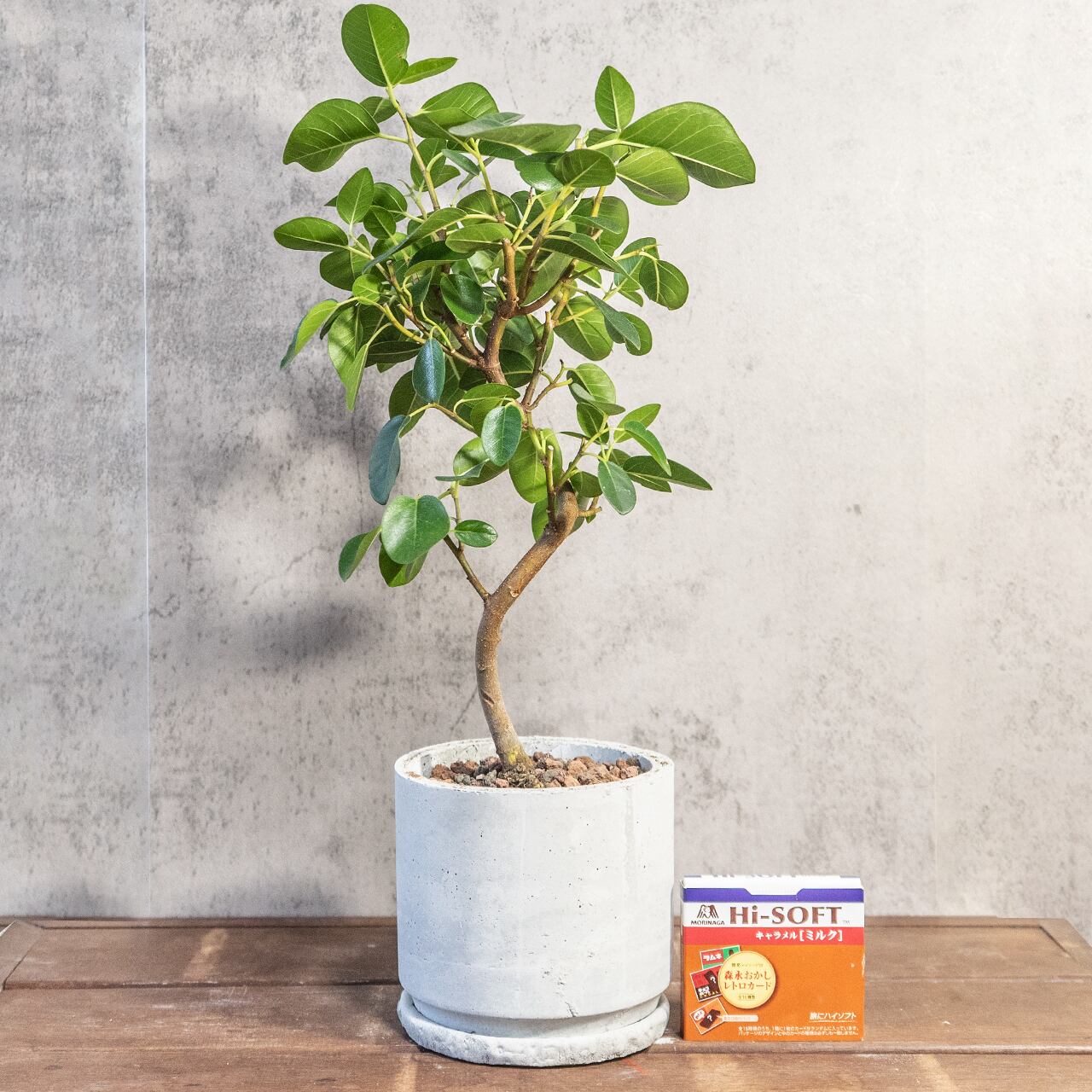 フランスゴムの木｜曲線美が映えるナチュラルフォルムの観葉植物【手作りモルタル鉢】