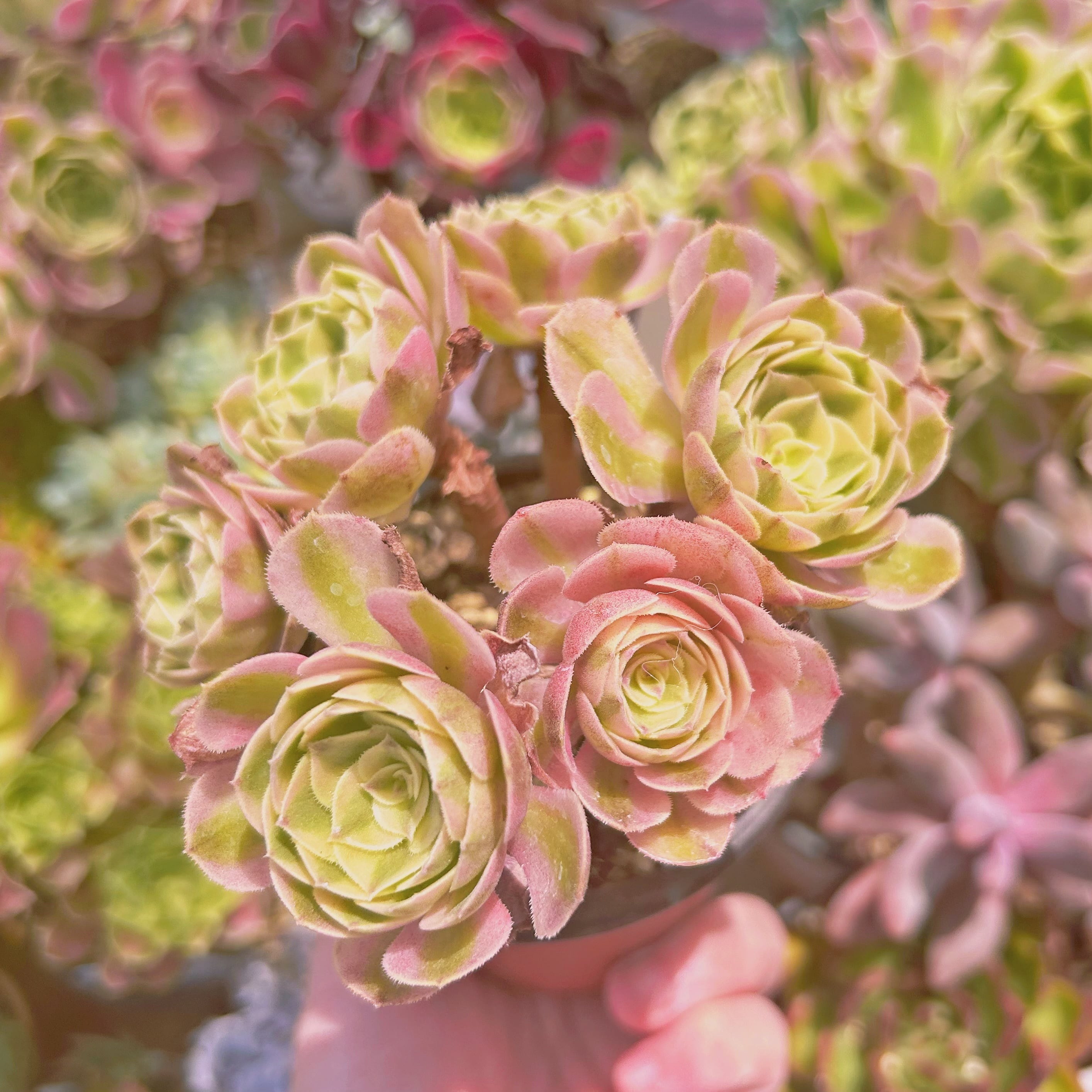 多肉植物　ハロウィン白錦(Aeonium)　抜き苗