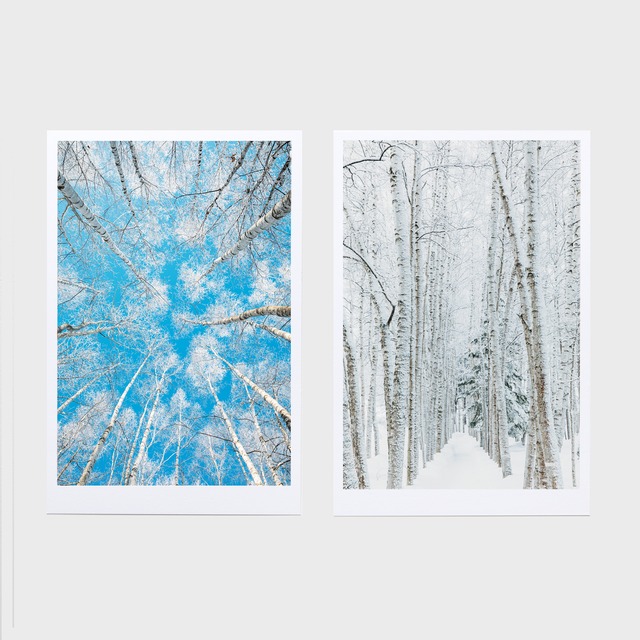 WHITE TREES〈2枚組ラージカード〉