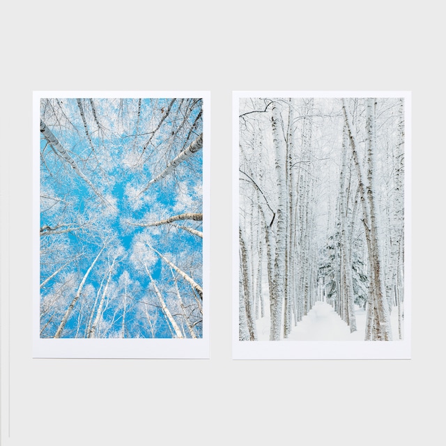 WHITE TREES〈2枚組ラージカード〉