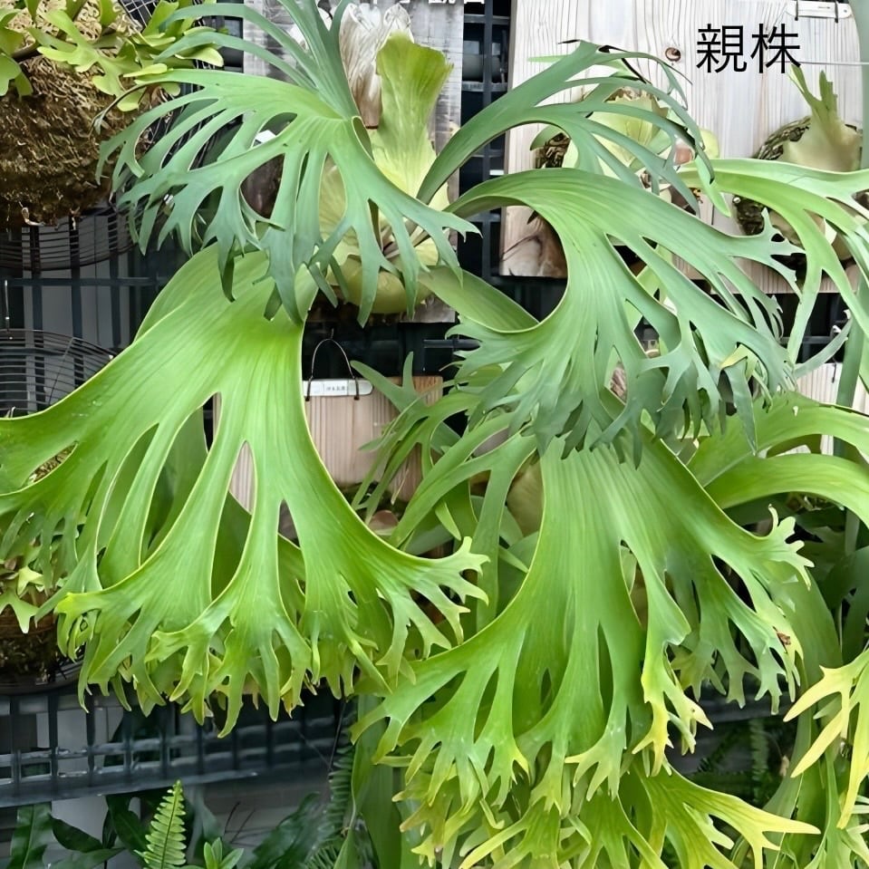 ビカクシダ P. ss Foong 