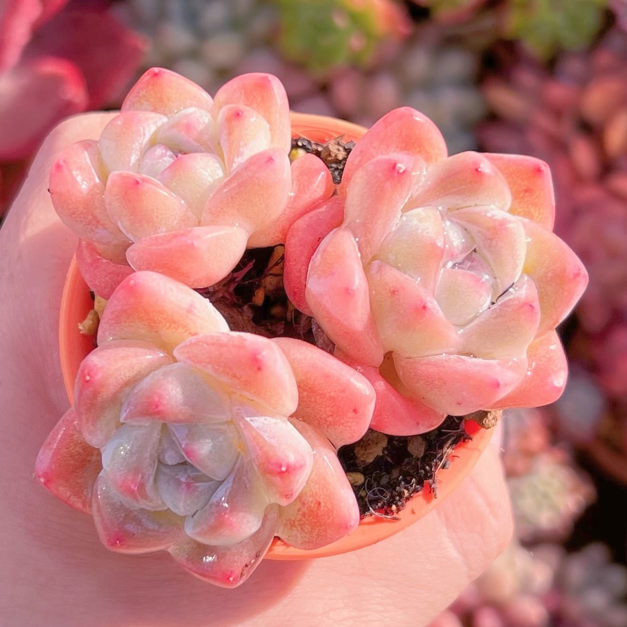 現品　アイスグリーン#879　新入荷　るる農園