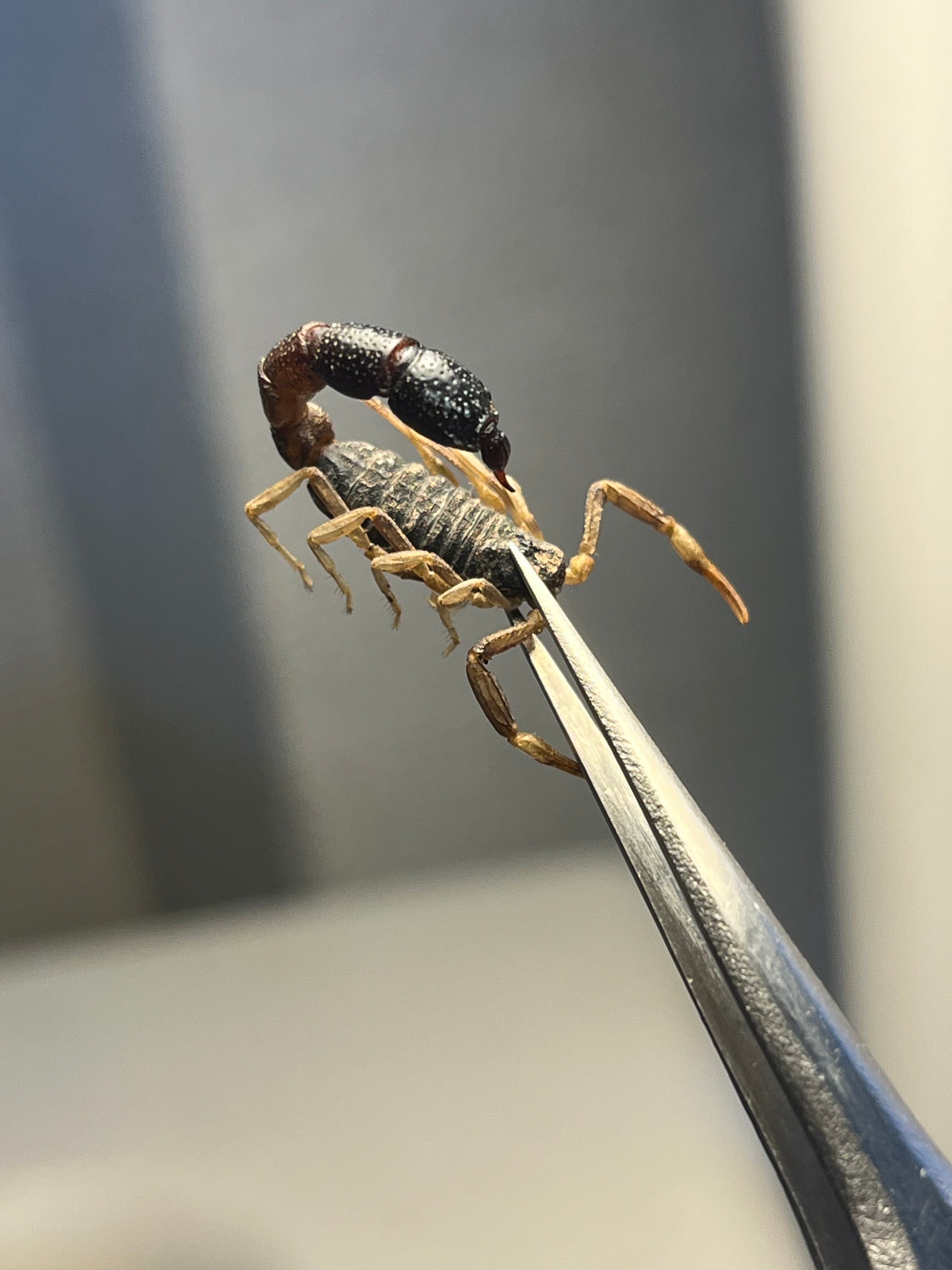 噂ノ蠍】ピラーテイルスコーピオンOrthochirus bicolor サソリ