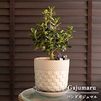 パンダガジュマル 6号 陶器鉢 ピック付 観葉植物 ガジュマルの木 多幸の木 ガジュマル 0308BE