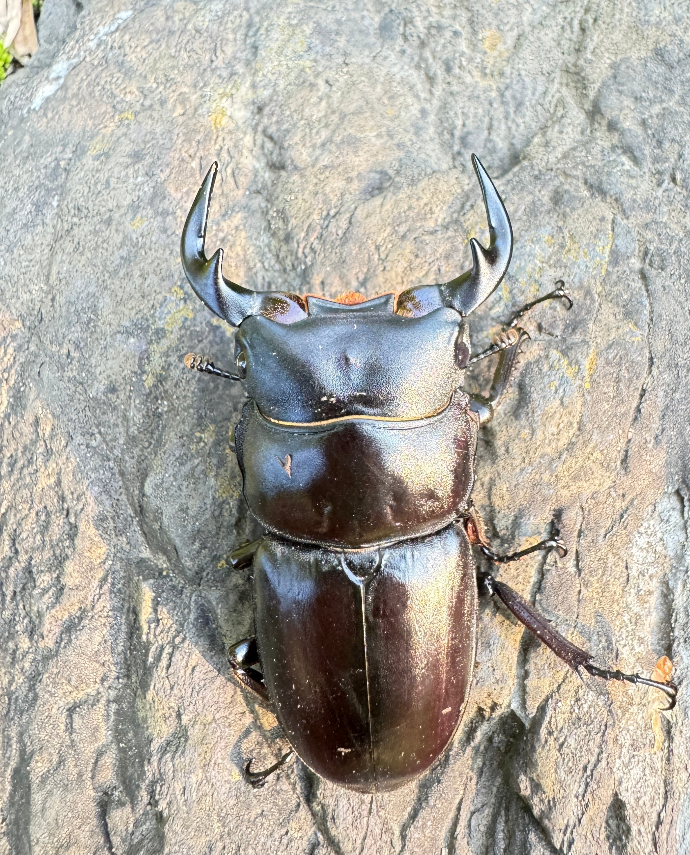 天然オオクワガタ福島県産ペア
