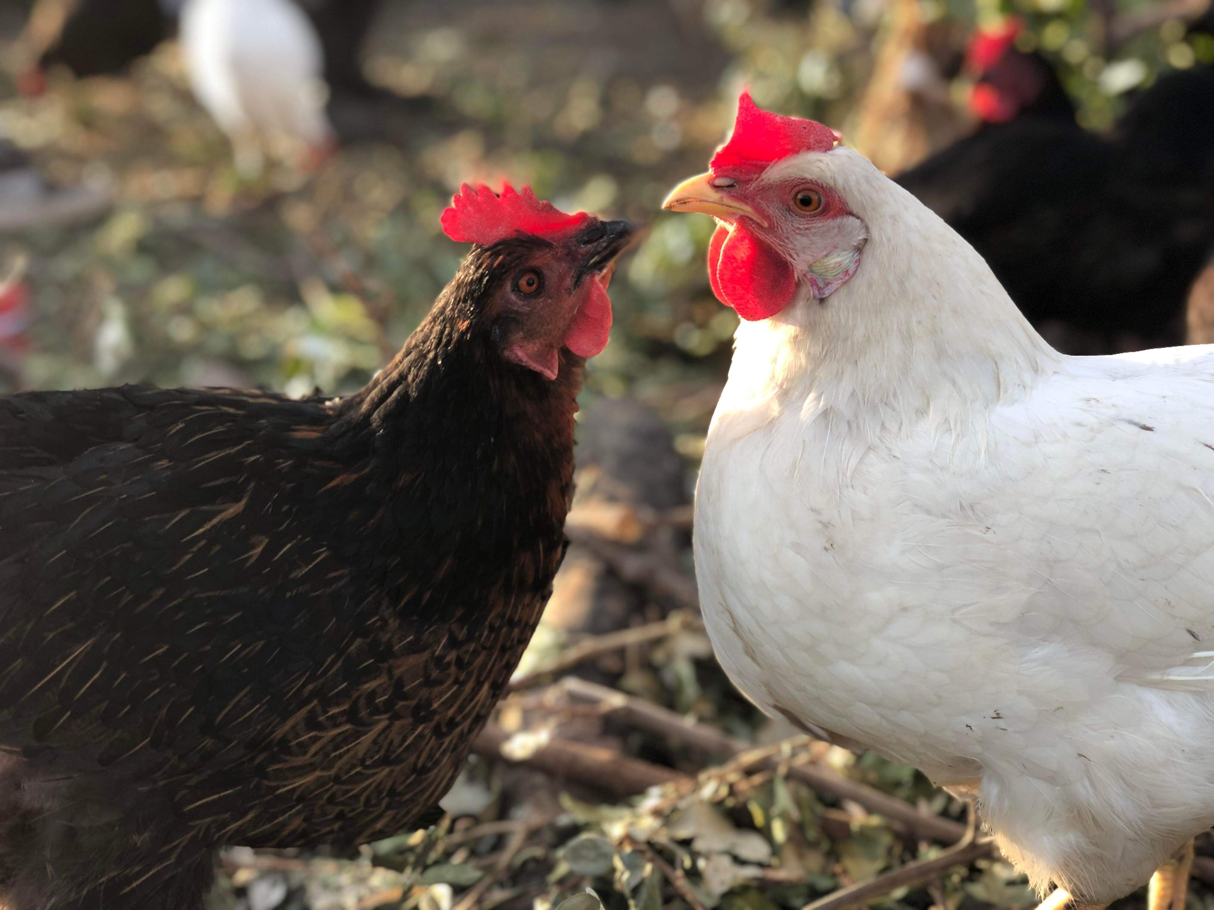 巨きな卵 Amazon | 10個入 偽卵 鳥おもちゃ 小鳥 固体偽卵 約 36mm x 27mm