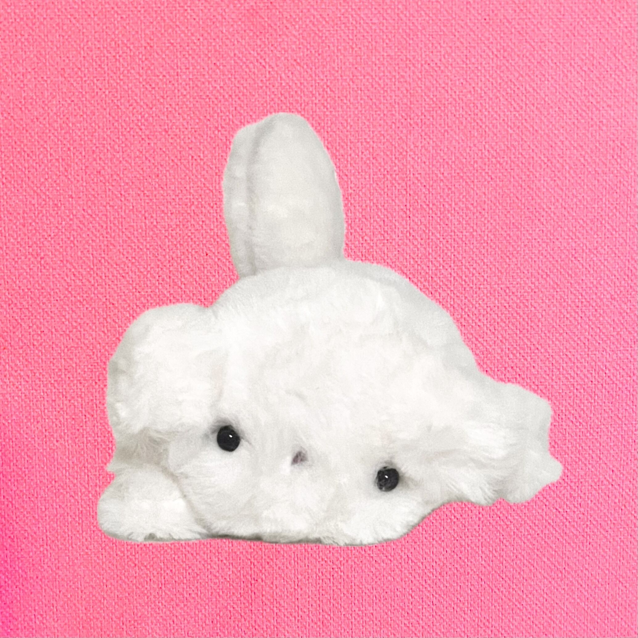 ぽんちゃん | PLEINE LUNE