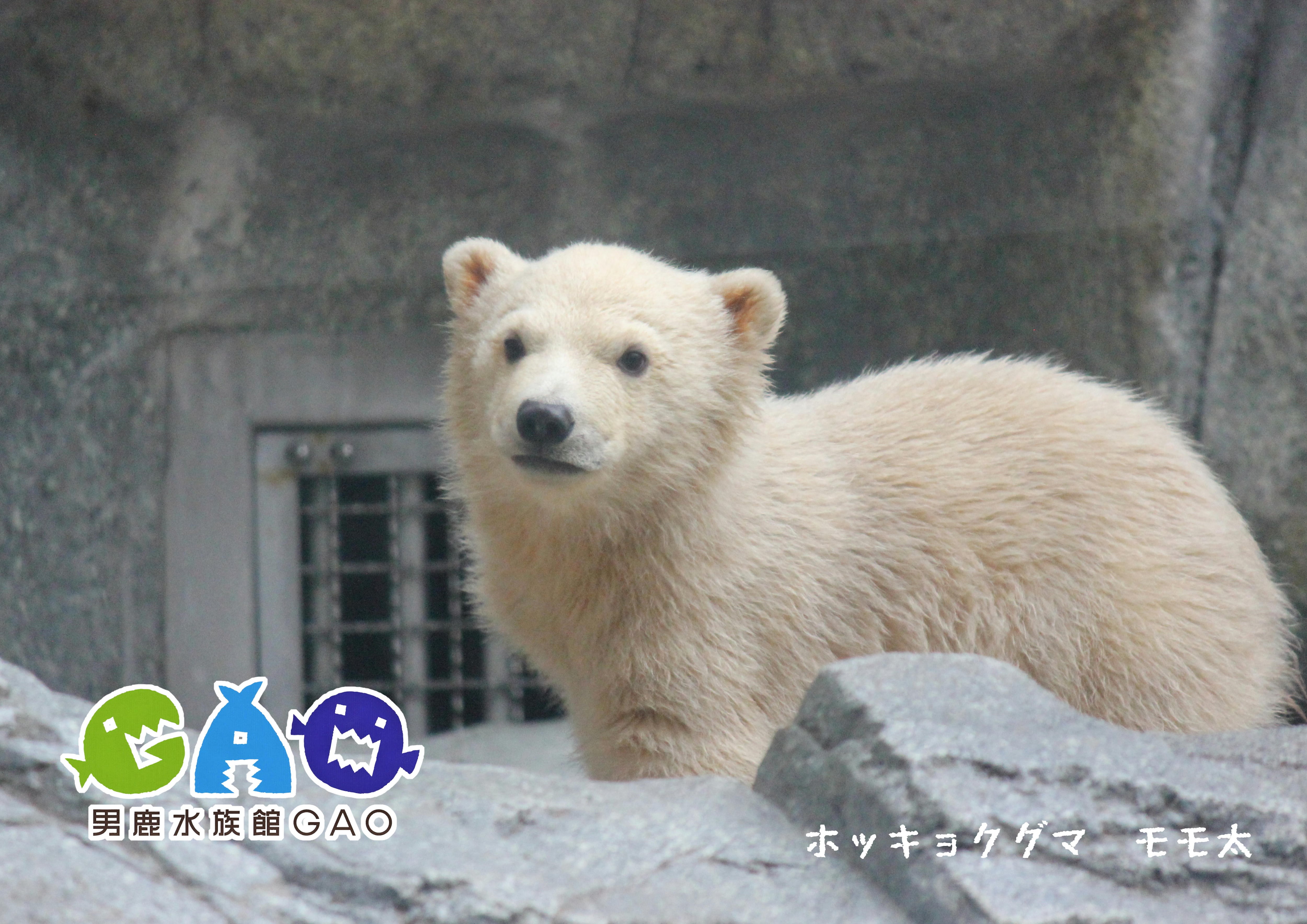 ウェルカムボード【モモンガペア】 ポストカード3枚セット モモ太 | 男鹿水族館GAO Online Shop