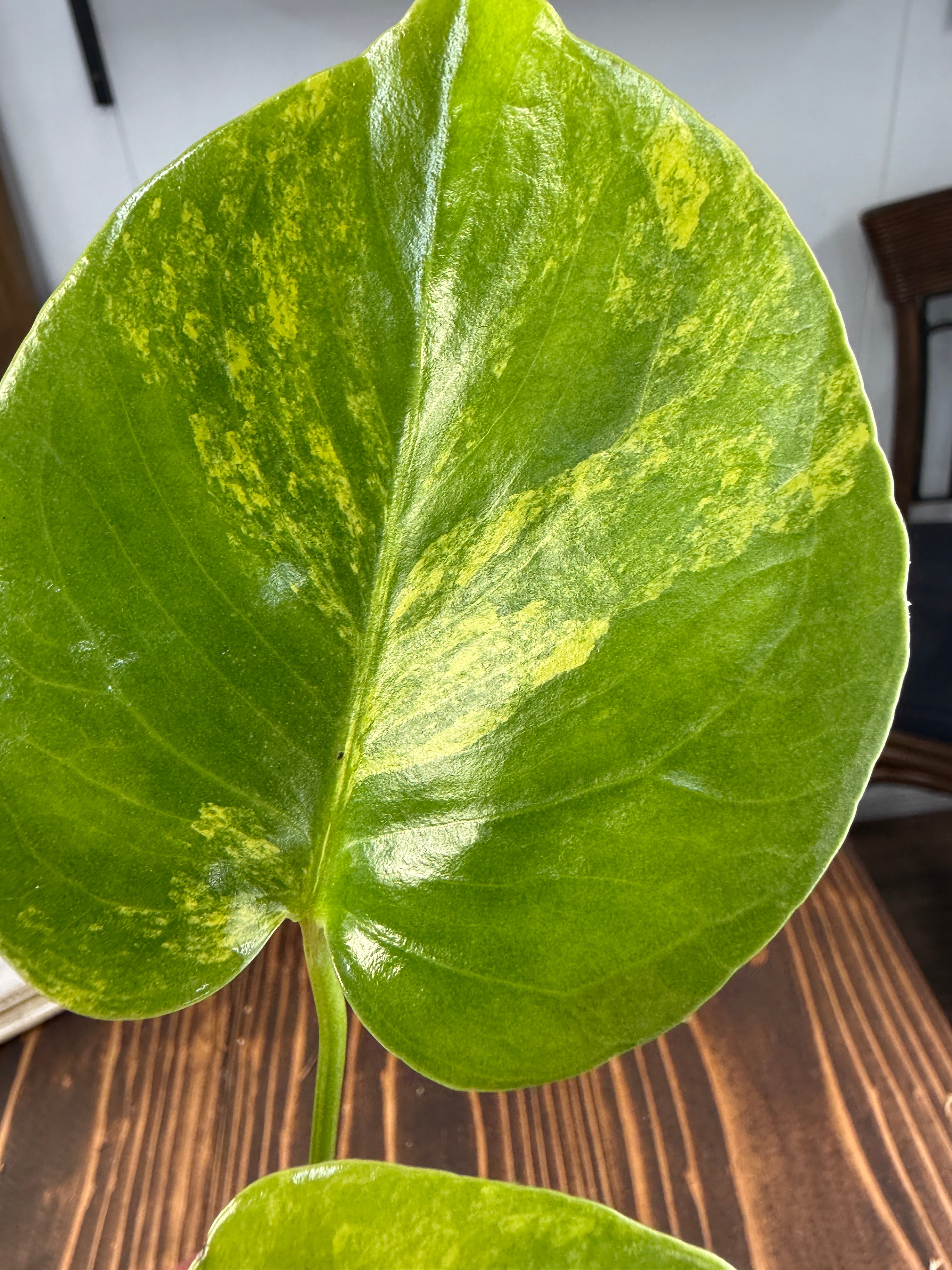 ☆1966【輝かしい斑・美株】モンステラ デリシオーサイエローマリリン