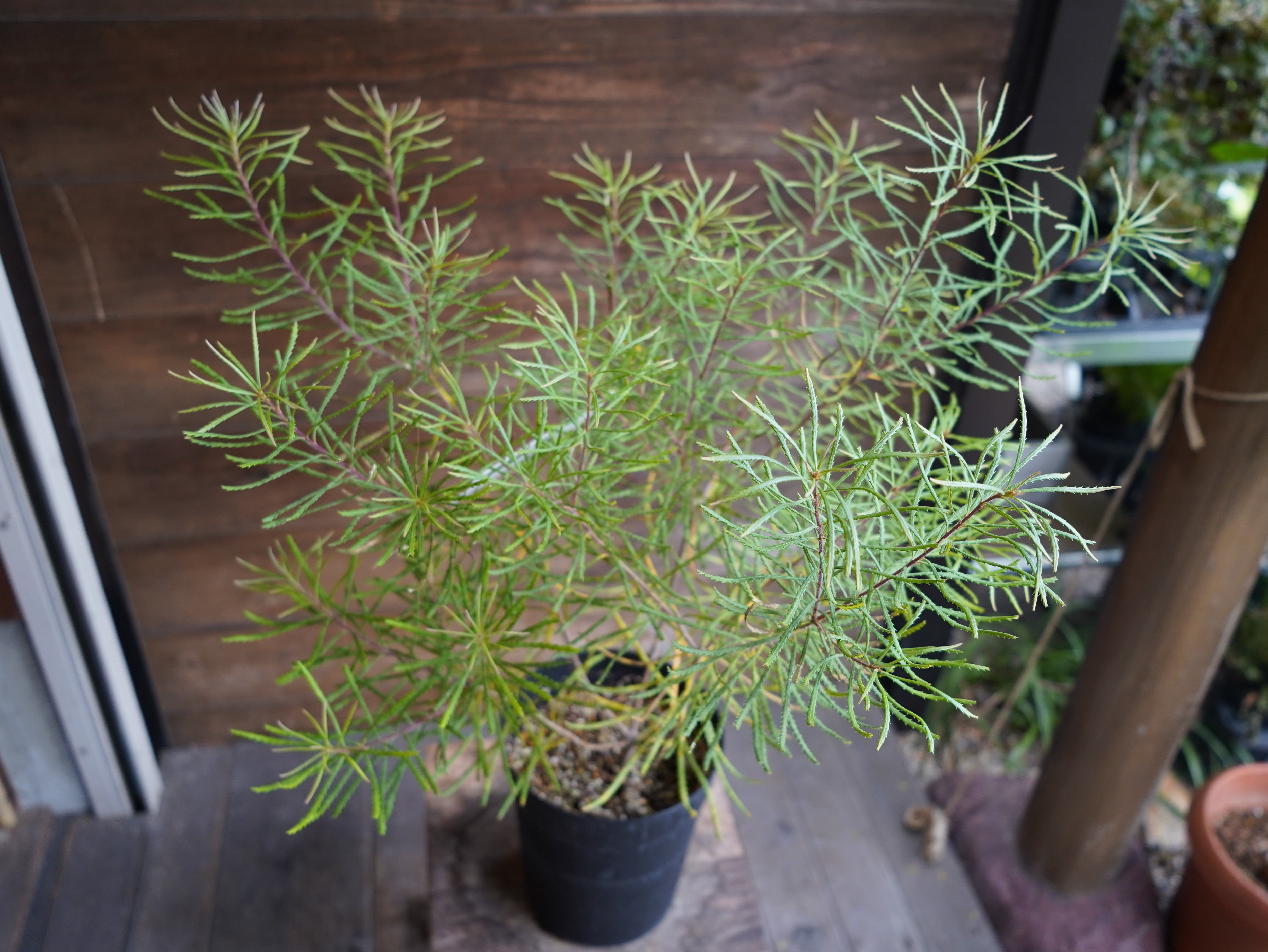 ■ バンクシア ”スピヌローサ” B【現物】