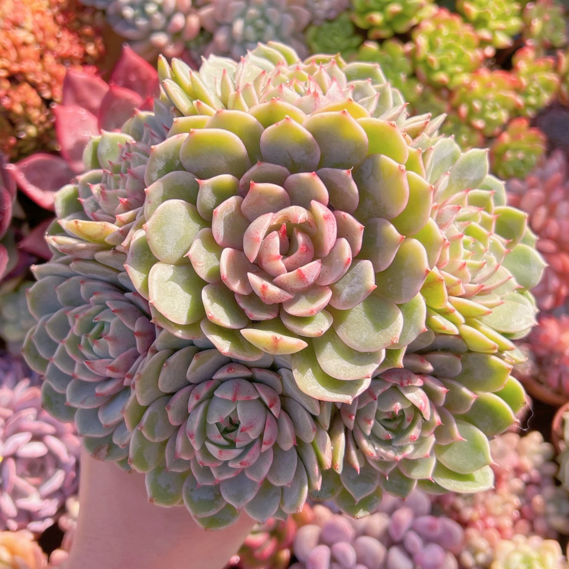 現品　ベンバディス#3005   大群生　新入荷　るる農園