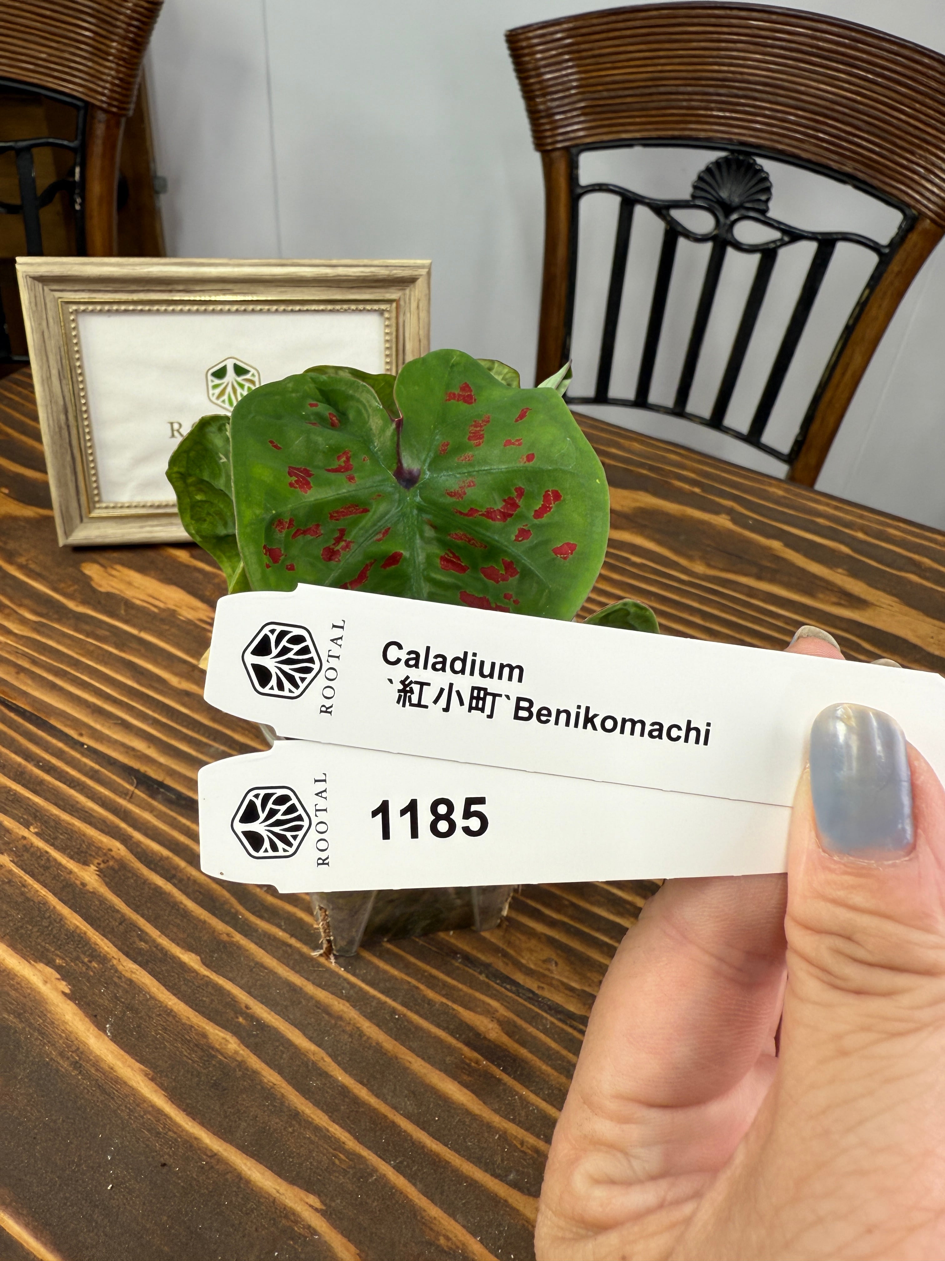 ★1185【紅小町】カラジウム 紅小町(9cmロング硬質ポット)