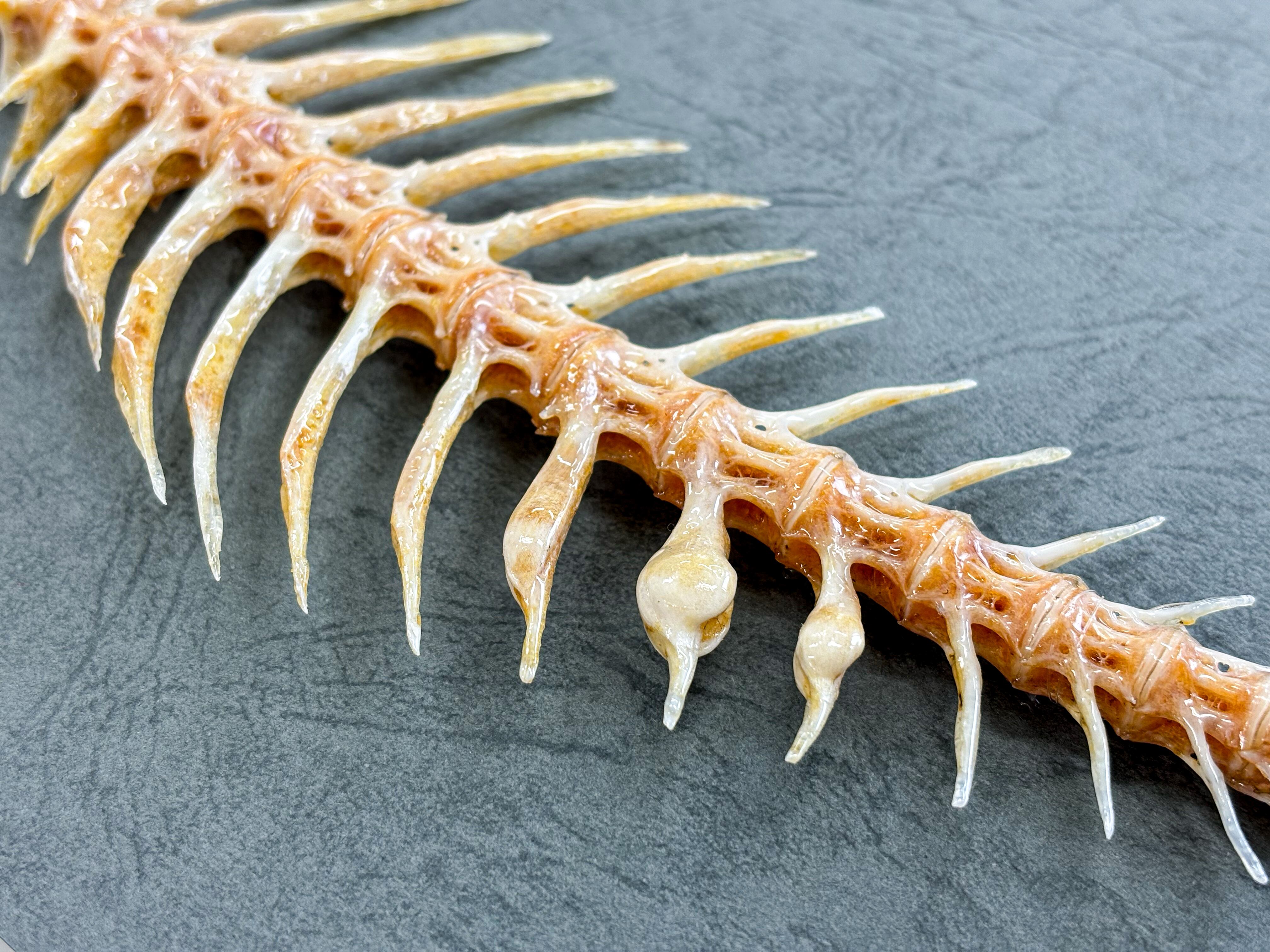 金運UP 明石の天然真鯛 力こぶ【激流】Mサイズ 商売繫盛 幸運 厄除け お守り 金運UP 明石の天然真鯛 力こぶ【激流】Mサイズ 商売繫盛 幸運 厄除け