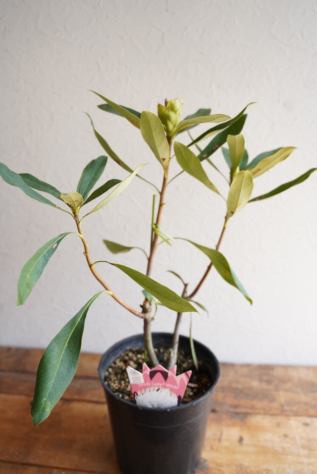 テロペア　シェイディレディホワイト