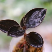 Ludisia discolor var. nigrescens / ルディシア ディスカラー ニグレスセンス④ / 観葉植物