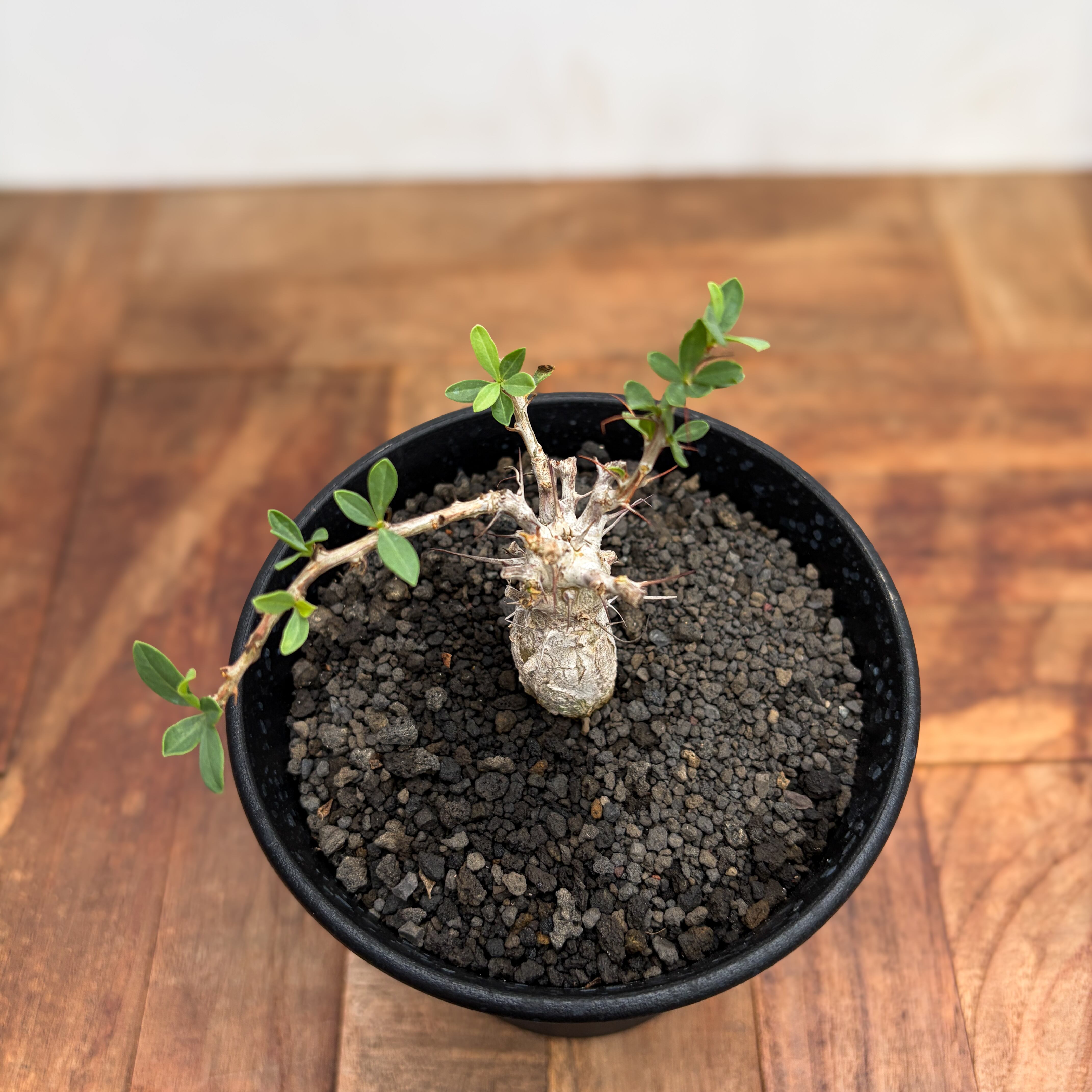 Fouquieria columnaris【フォークイエリア・コルムナリス・観峰玉