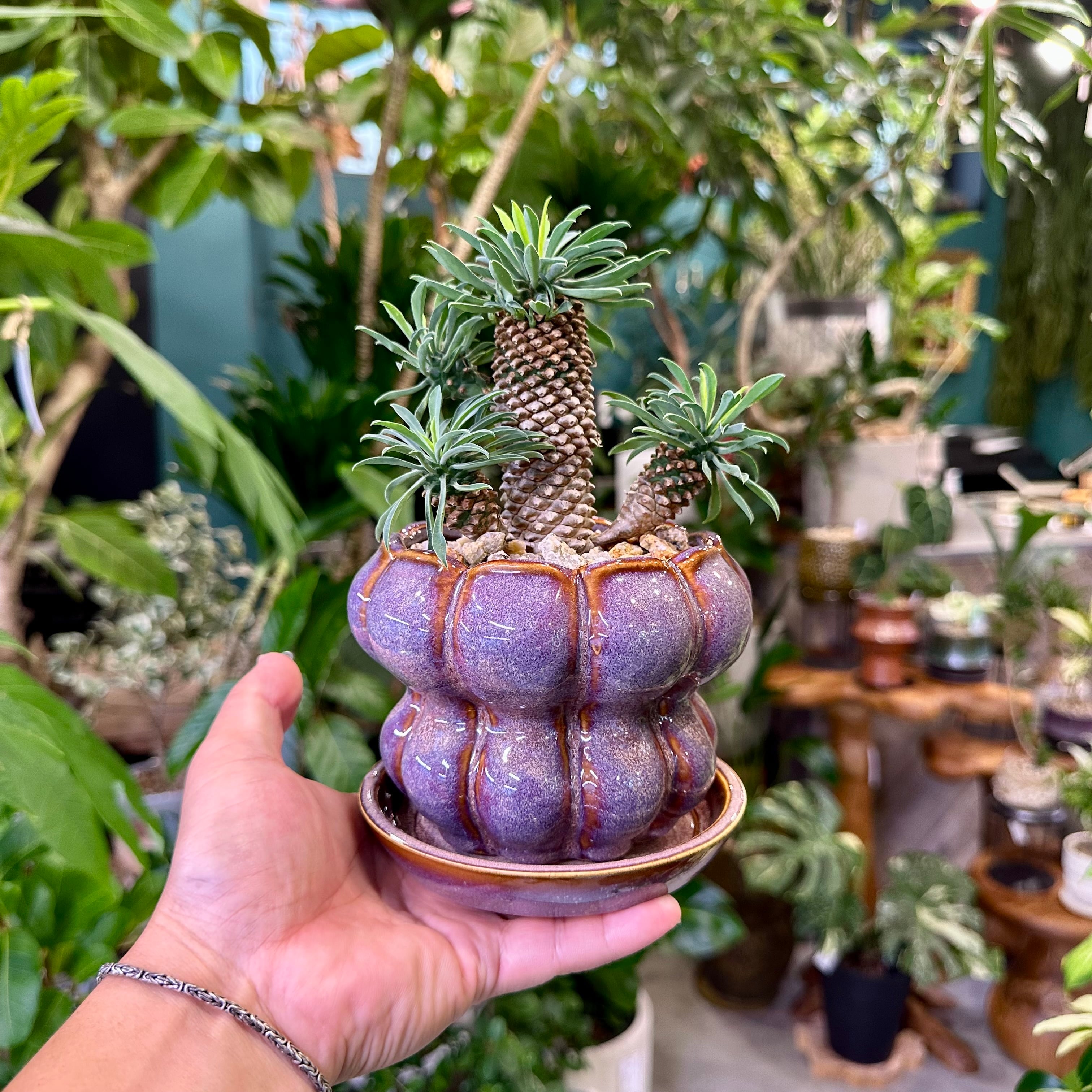 パイナップルコーン（ソテツキリン） | barrelplants_BONSAI