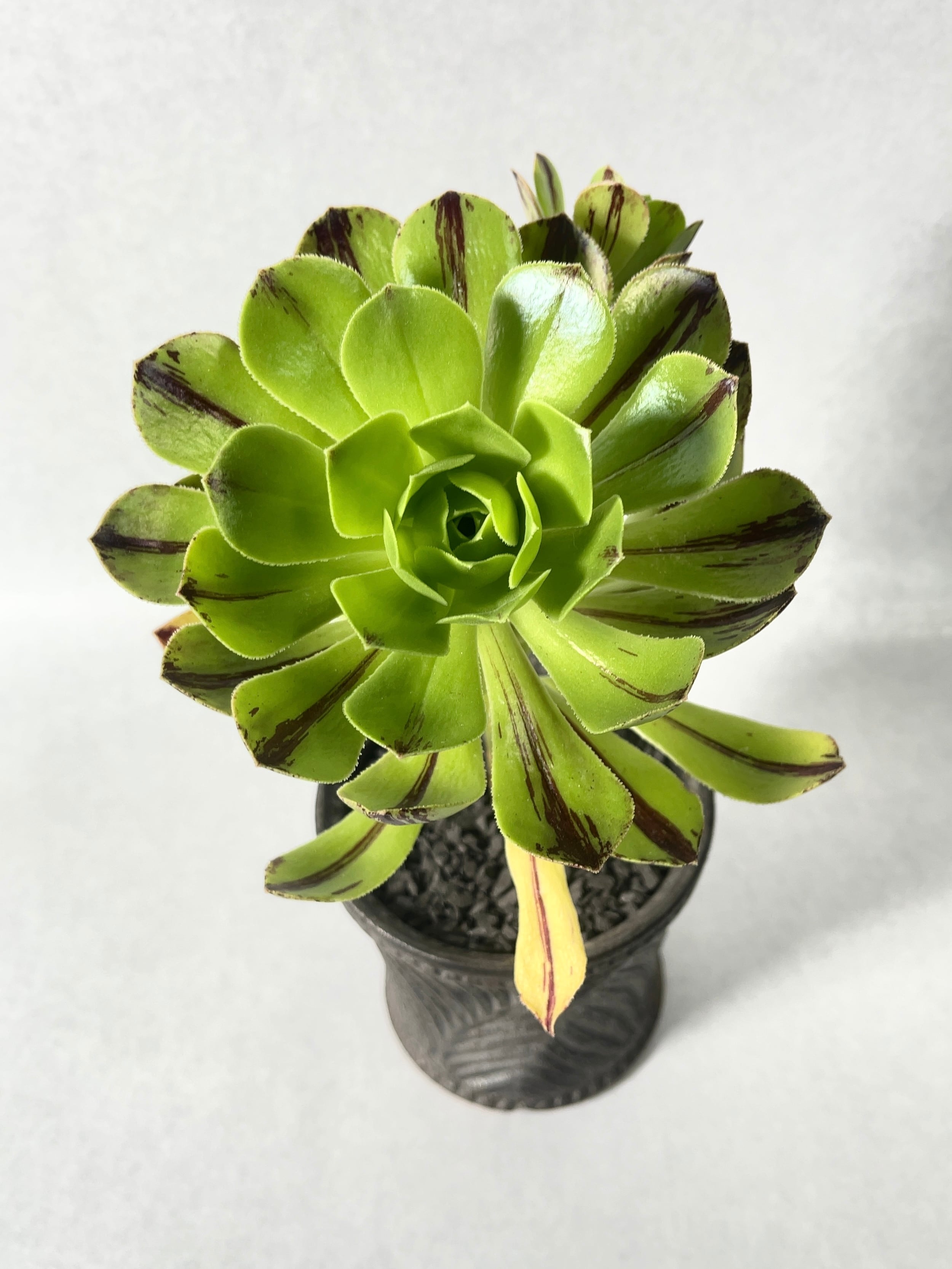 碧火❤️グリーンファイヤー　アエオニウム　多肉植物　抜き苗 碧火❤️グリーンファイヤー アエオニウム 多肉植物 抜き苗 碧火