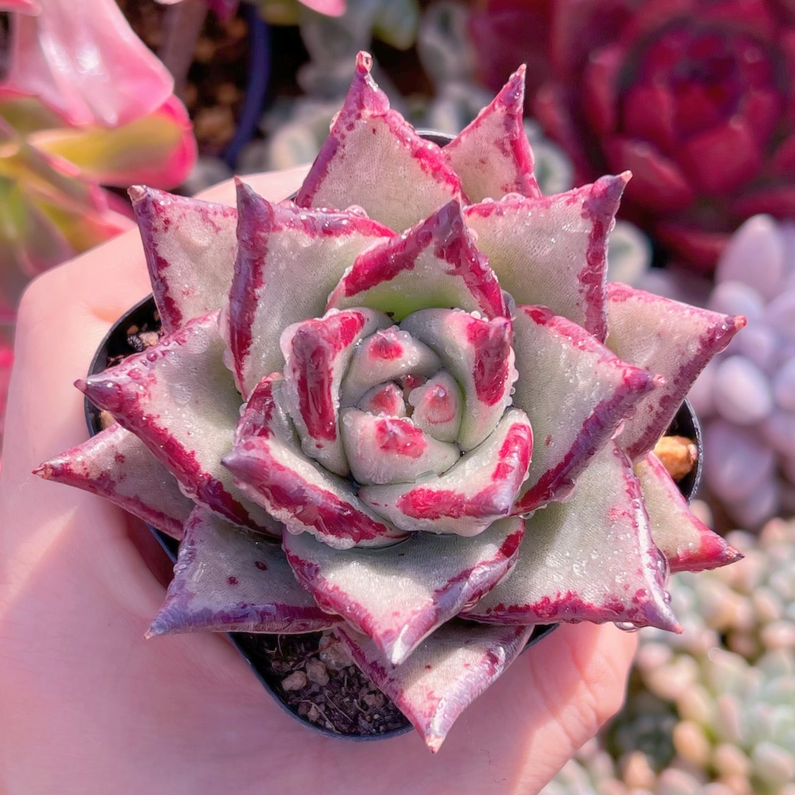 現品　優選エボニー#A20　るる農園