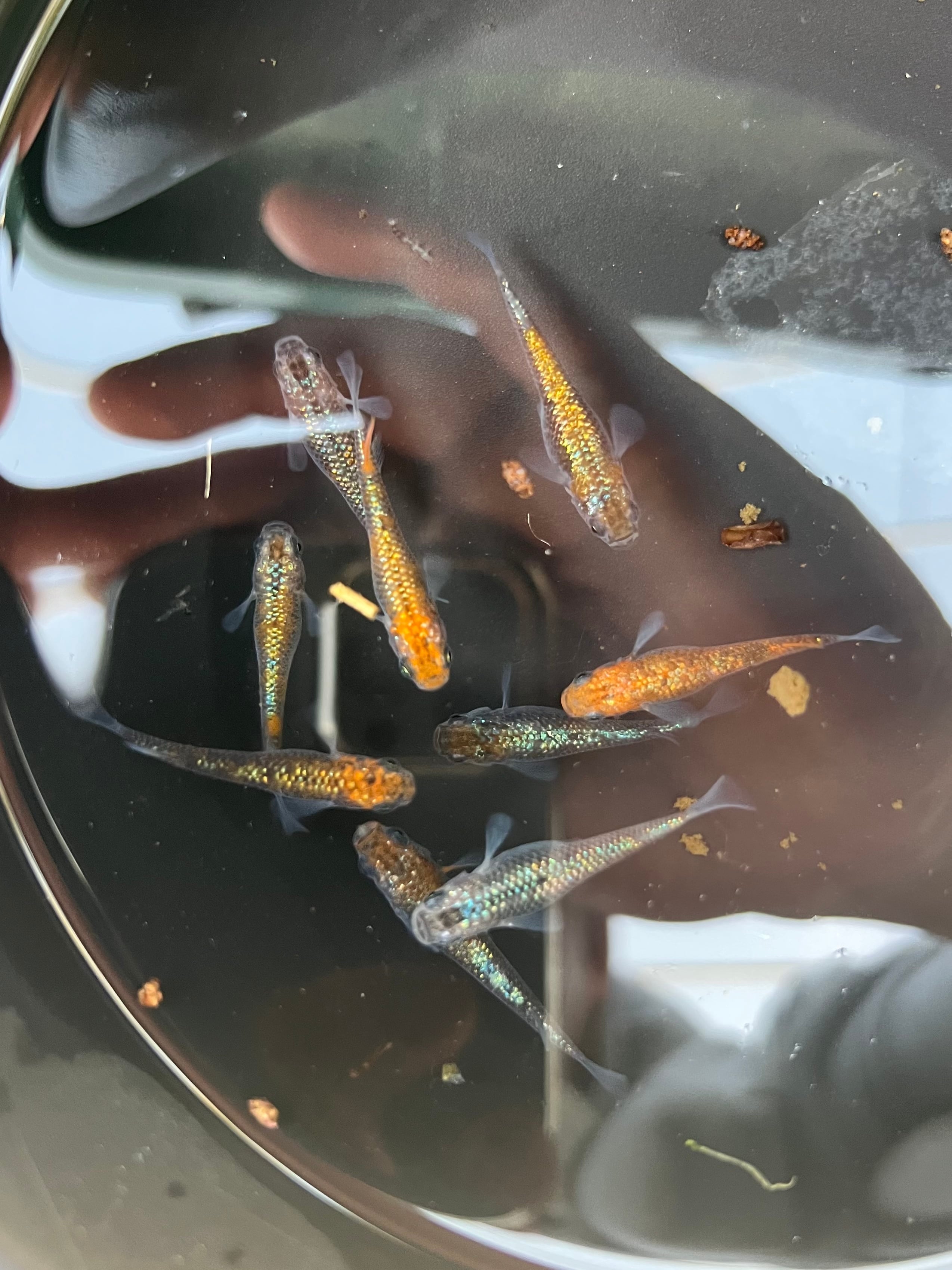 【船橋メダカファーム】蝦夷の白龍　限定1ペア 船橋メダカファーム】蝦夷の白龍 限定1ペア