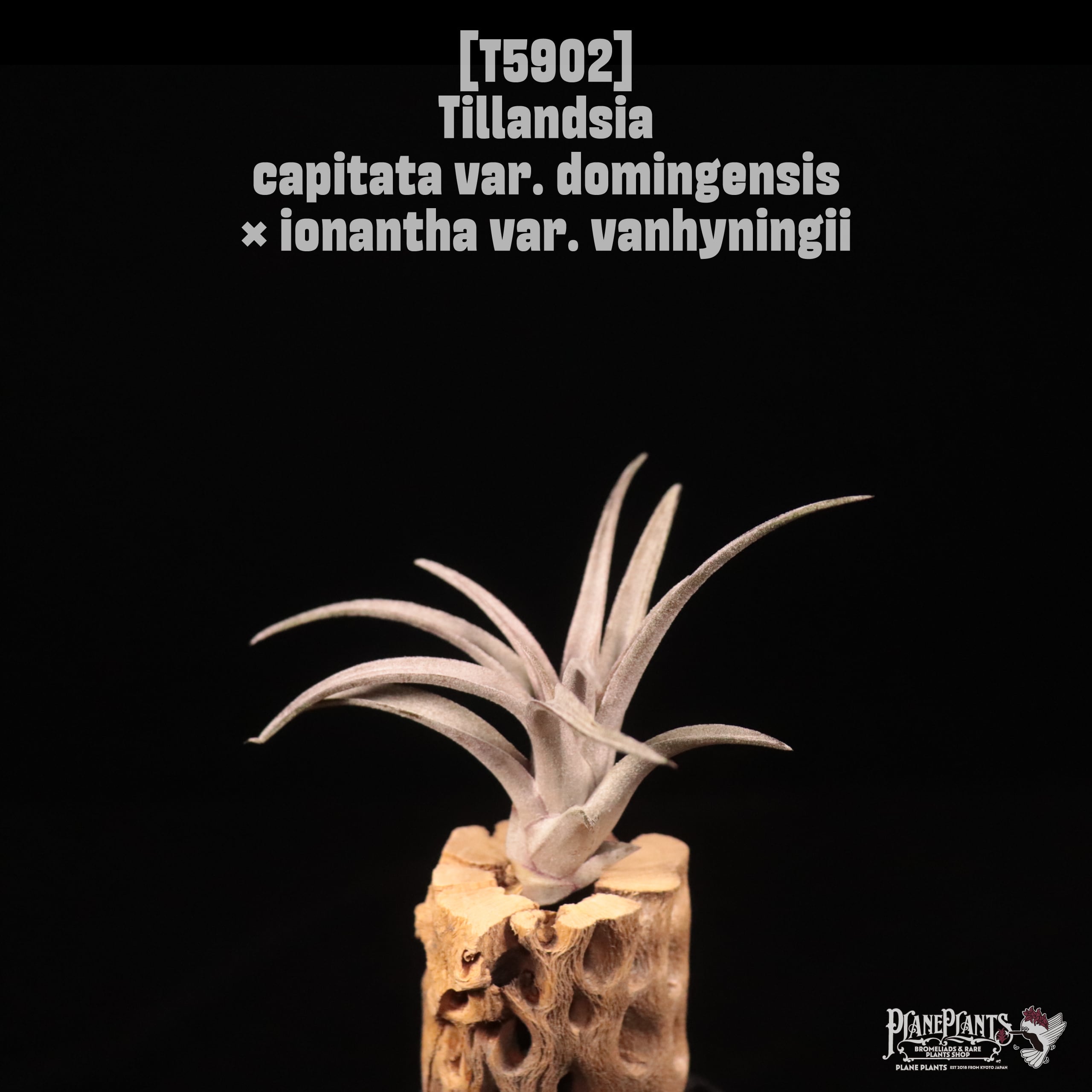 Tillandsia capitata var. domingensis × ionantha var. vanhyningii〔エアプランツ〕T5902