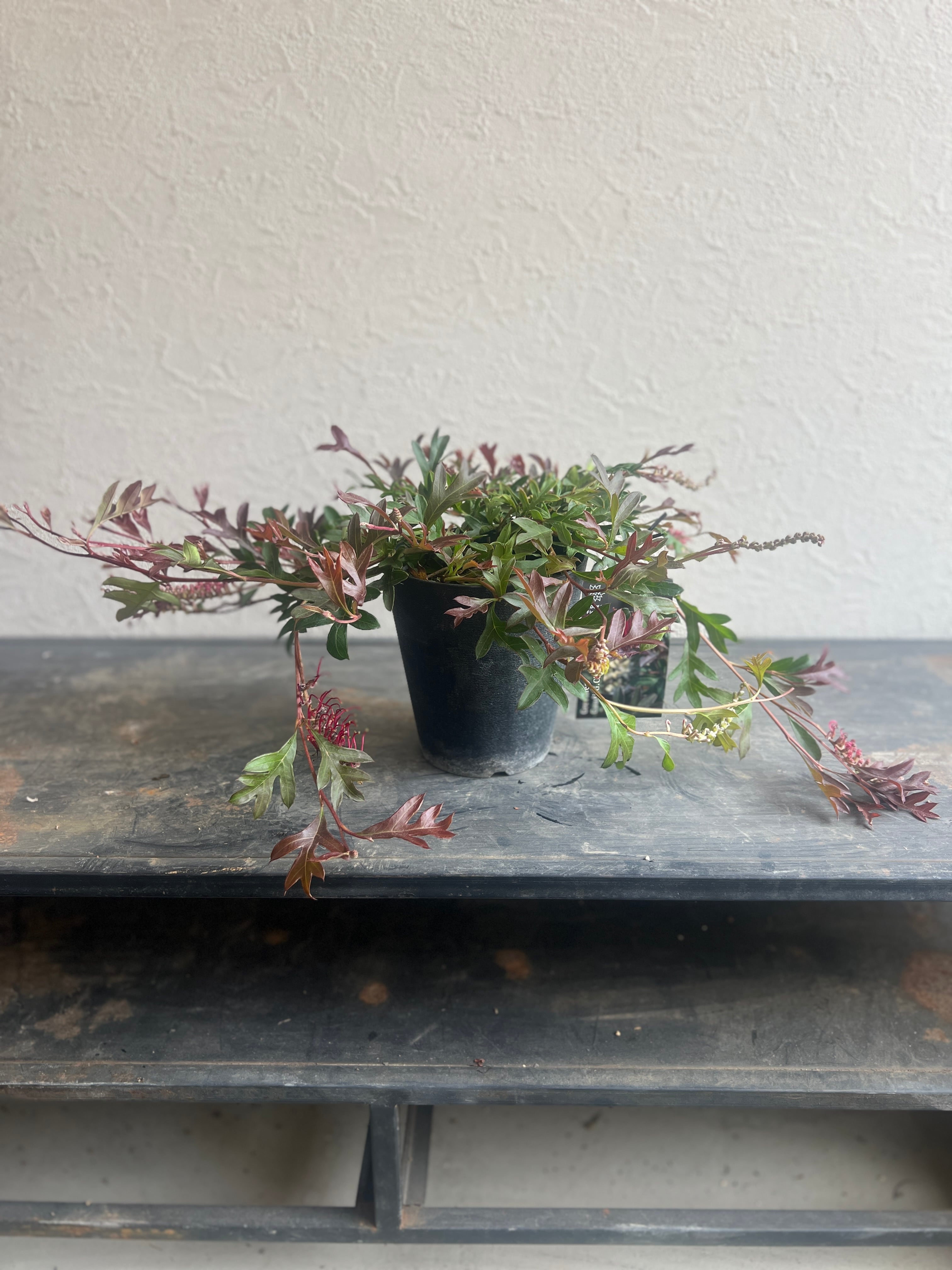 プロテア オータムプリンス | 沼ノ上農園