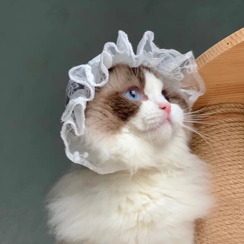 ホワイトレースボンネット 猫 帽子 | nyanpets 猫グッズ専門店