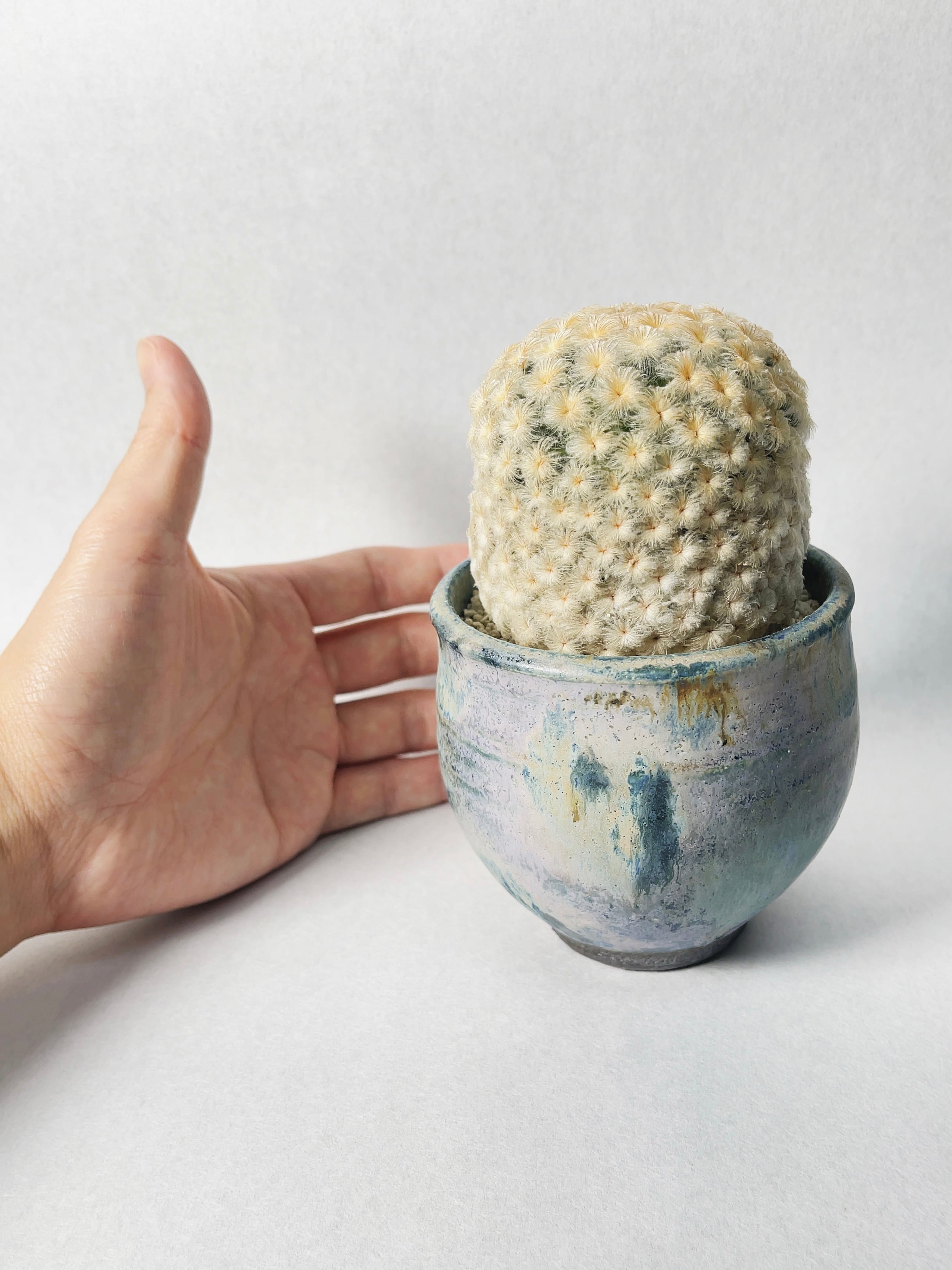 マミラリア・白星パンチパーマ | trigger