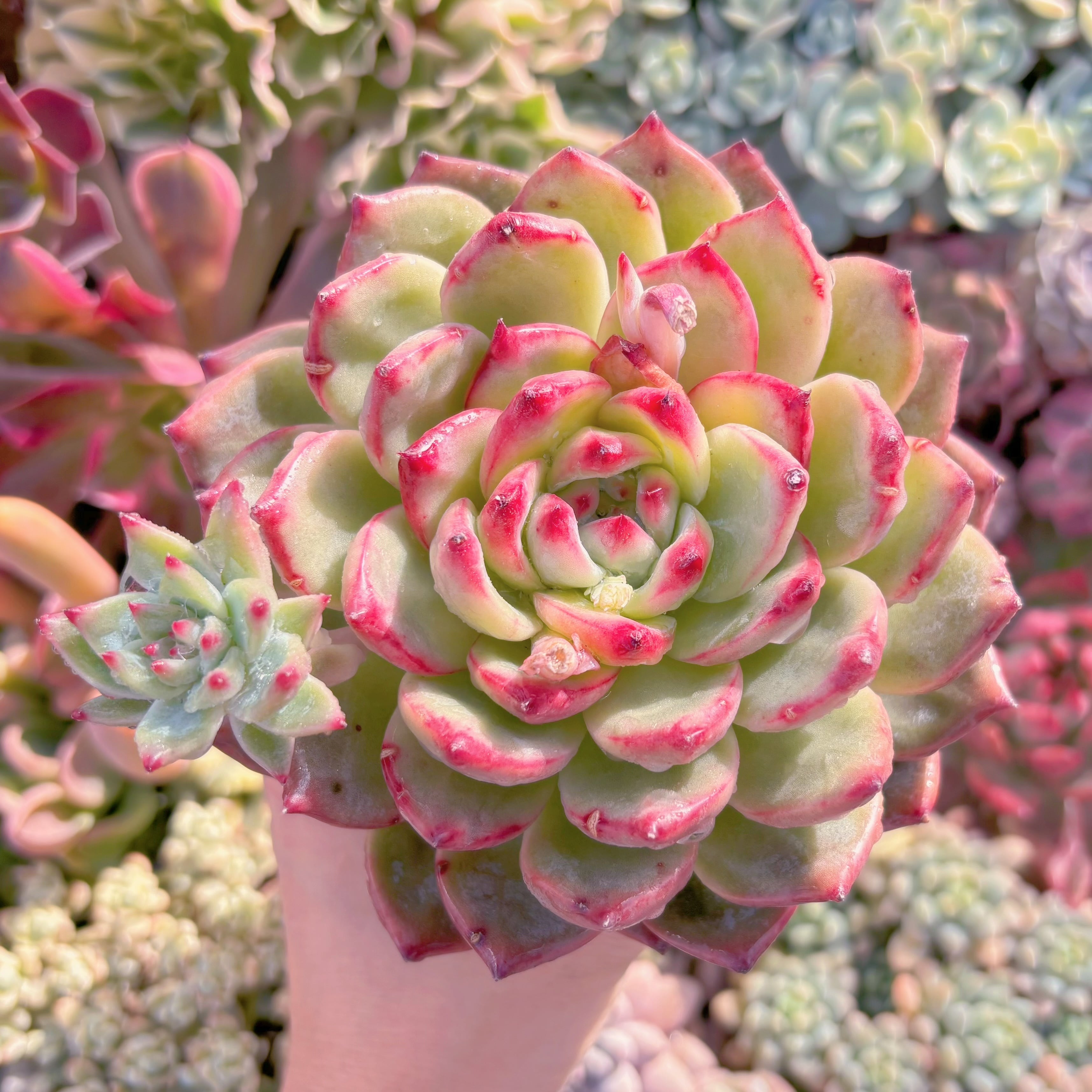 現品　ダイヤモンドコロラータ#700　大苗　るる農園