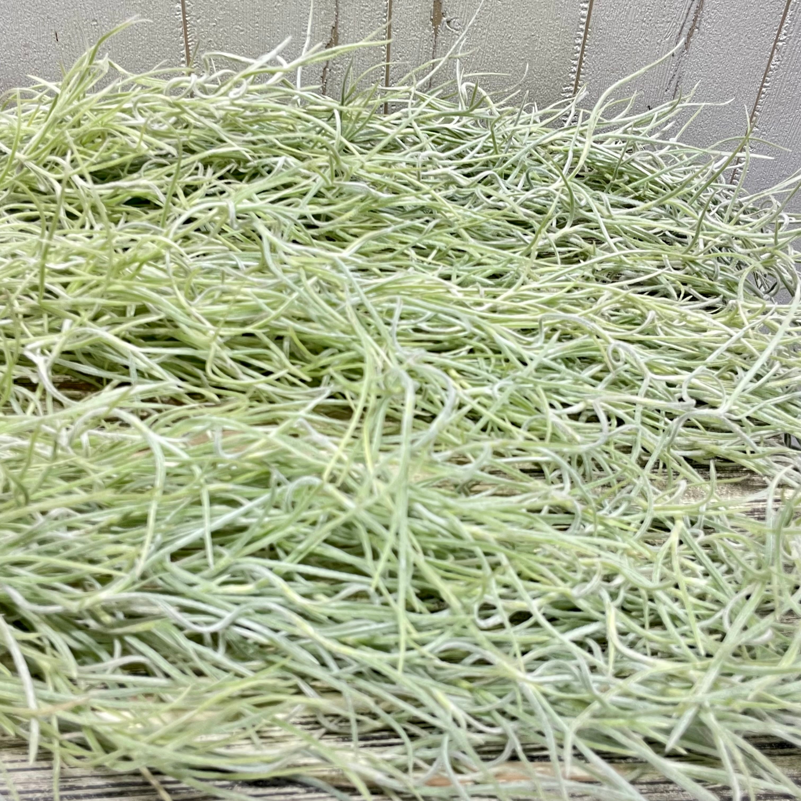 希少 エアプランツ チランジア ウスネオイデス 太葉 Tillandsia