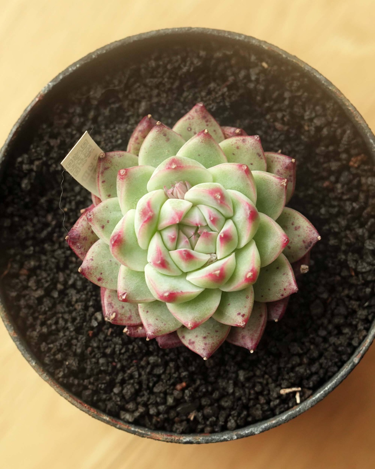 カット苗 白吉吉 バイジ Echeveria 'Bai Jiji'