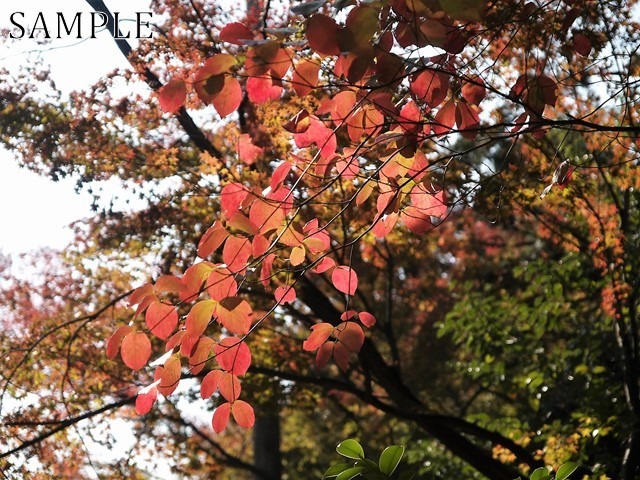 日吉神社  JPEG (5)