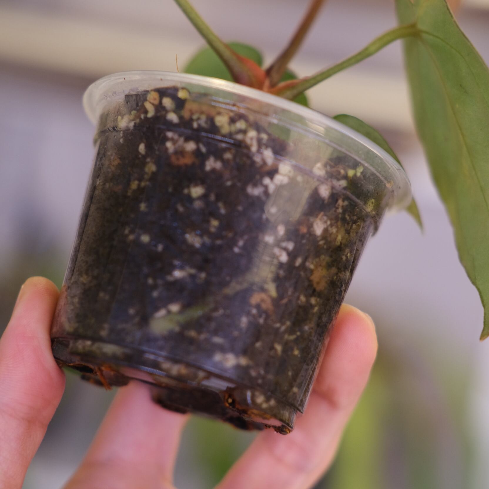 Anthurium chocolate × Anthurium Red crystallinum NSE｜アンスリウム