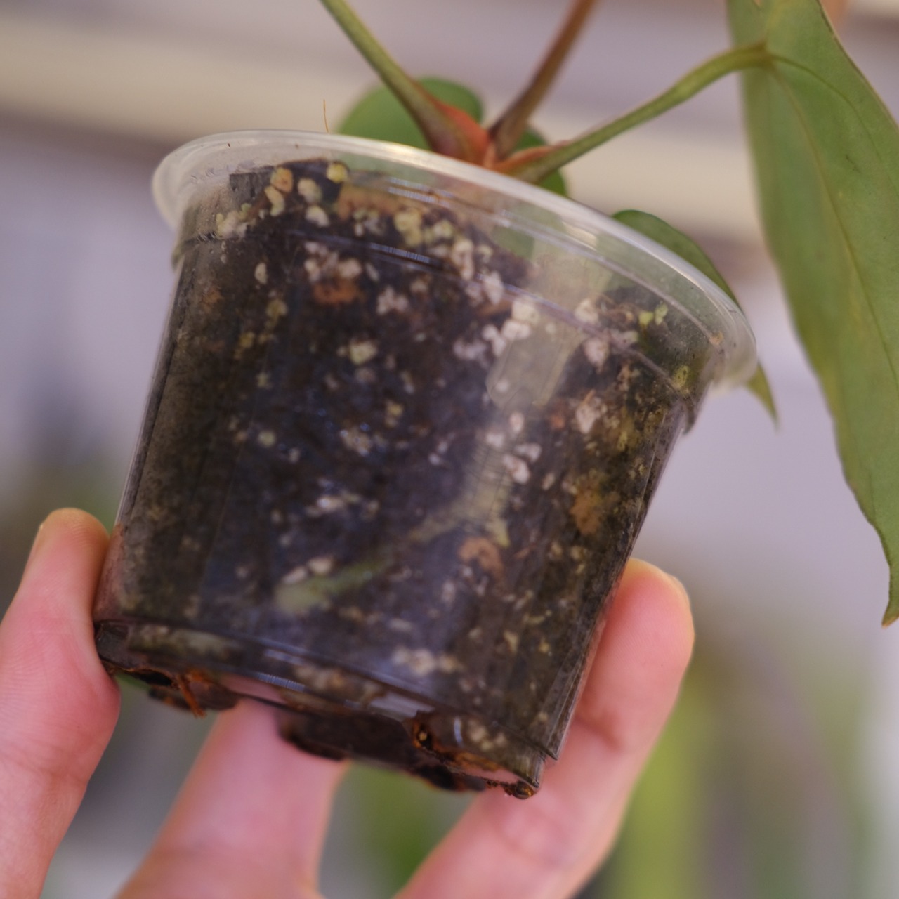 Anthurium cocolate × Anthurium Red crystallinum NSE｜アンスリウム ココレート × レッドクリスタリナム｜観葉植物