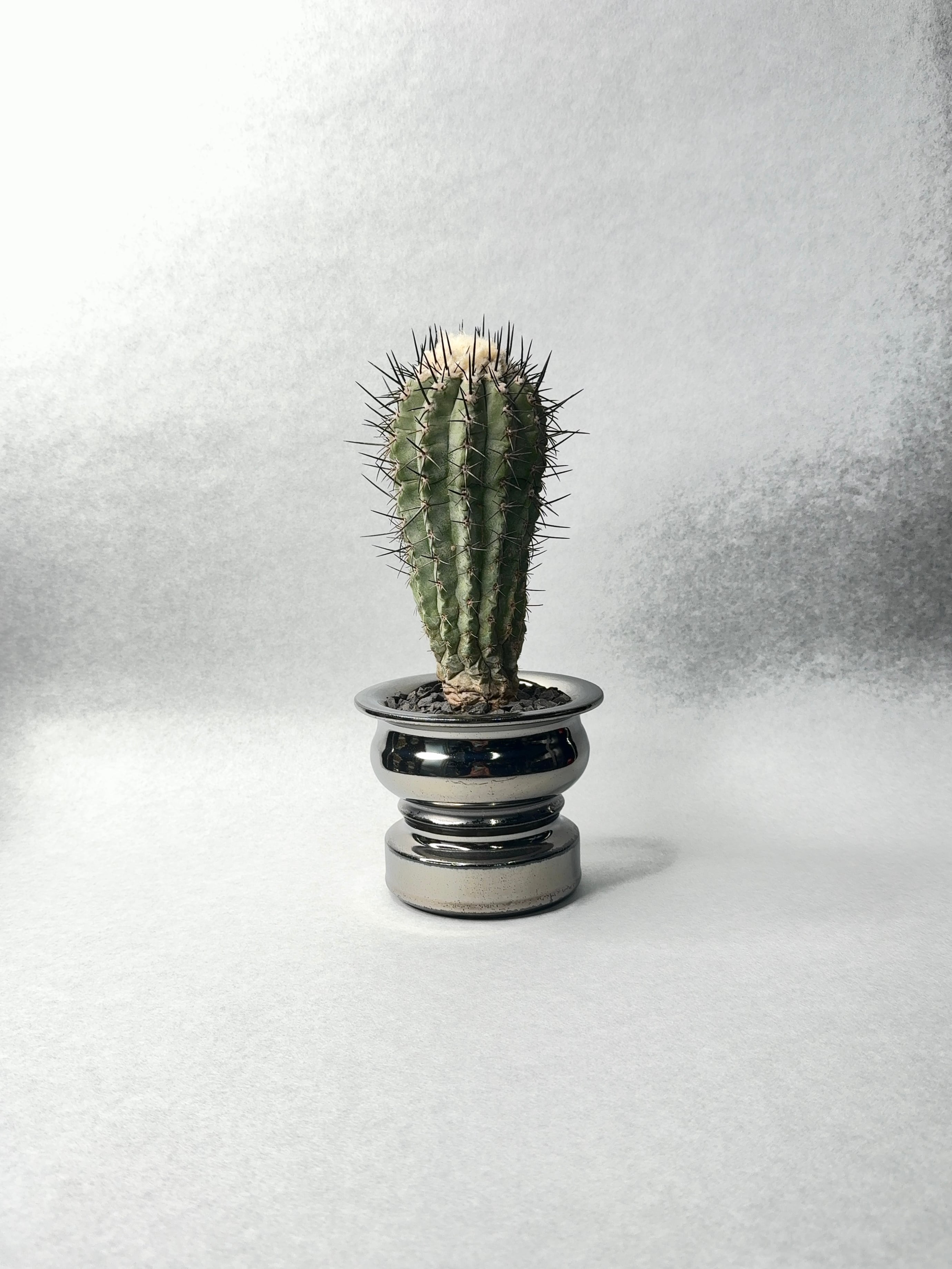 コピアポア・黒士冠 | trigger