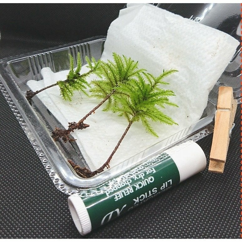 苔の王様！天然コウヤノマンネングサ3本！クリックポスト全国送料無料